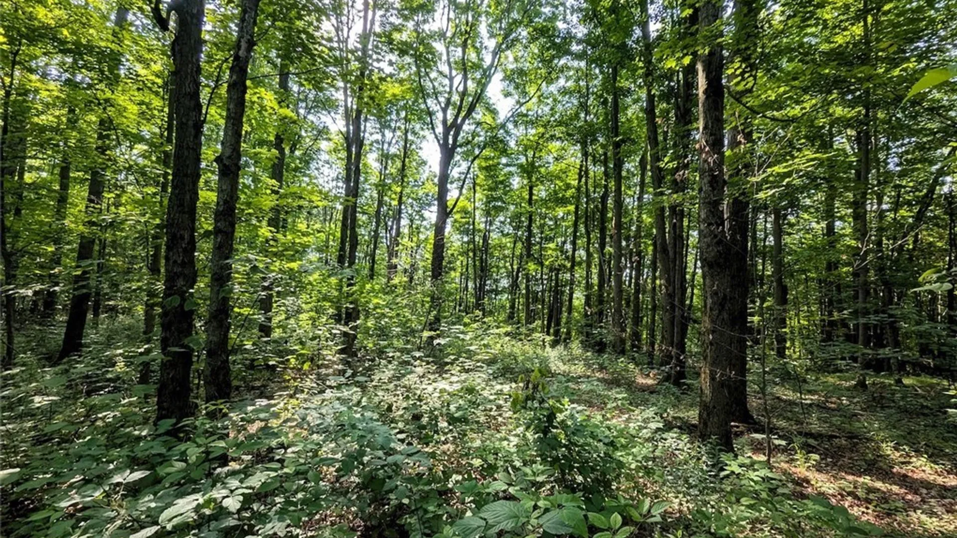 Property at 8880 Hemlock Road, Wheeler, NY 14809 28