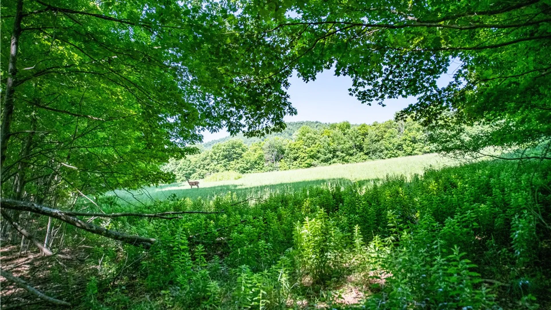 Property at Lot 43 Tower Mountain Road, Stamford, NY 12167 5