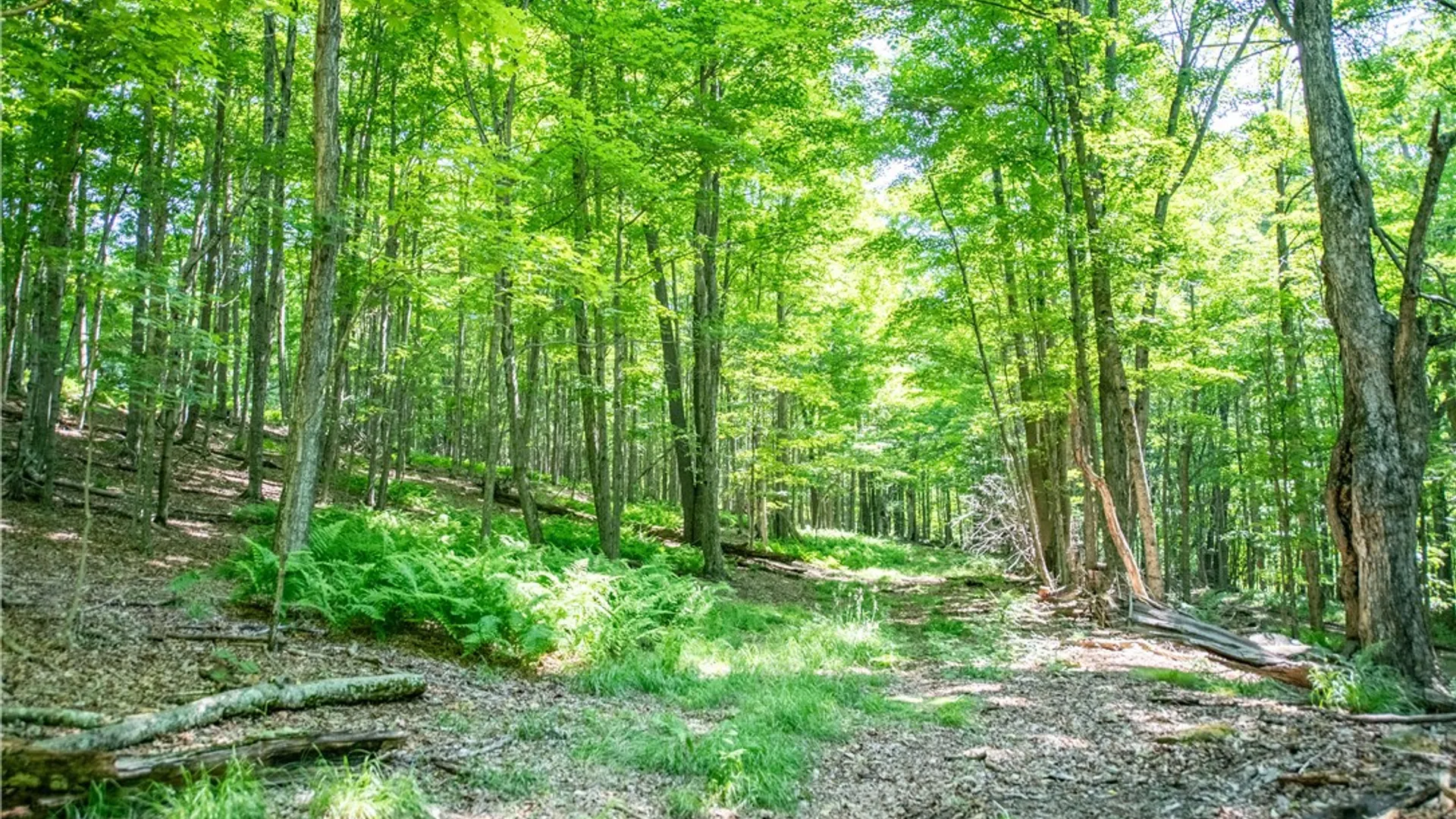 Property at Lot 43 Tower Mountain Road, Stamford, NY 12167 6