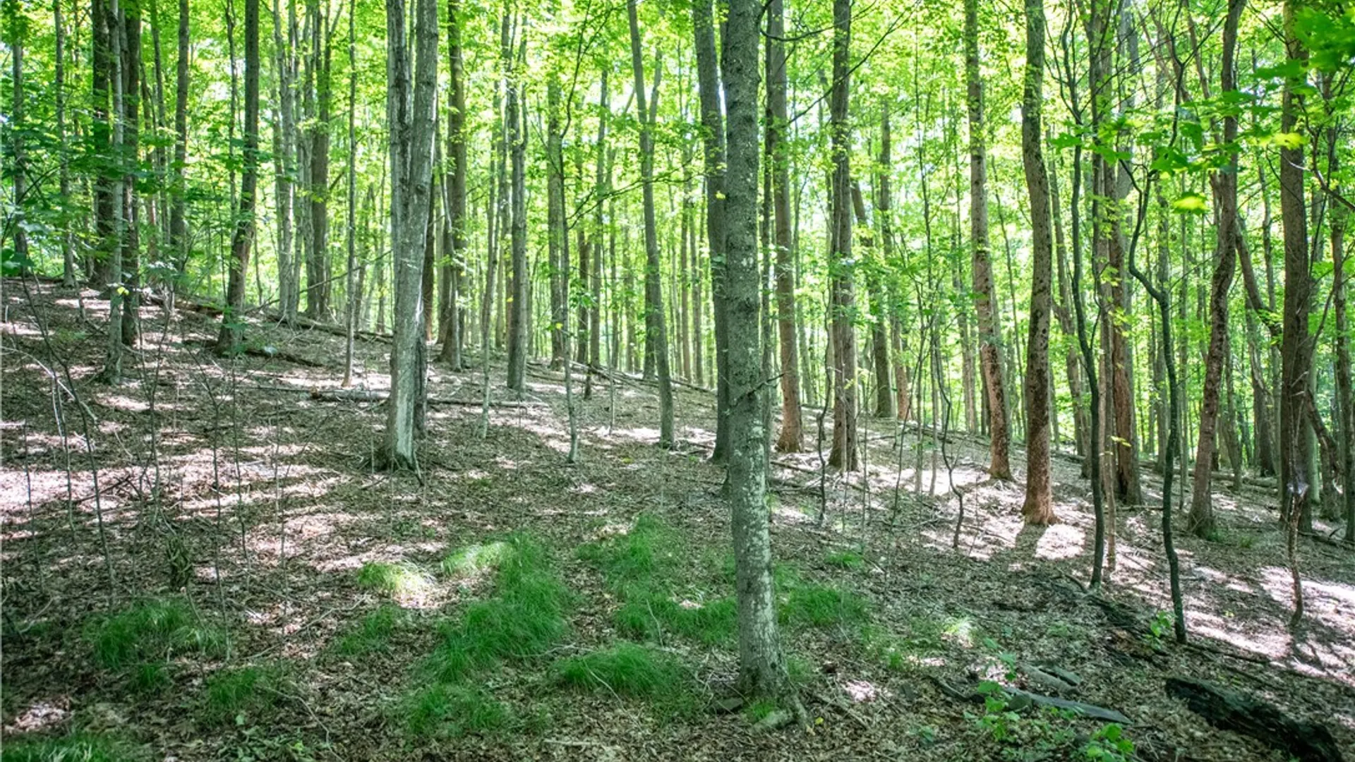 Property at Lot 43 Tower Mountain Road, Stamford, NY 12167 7
