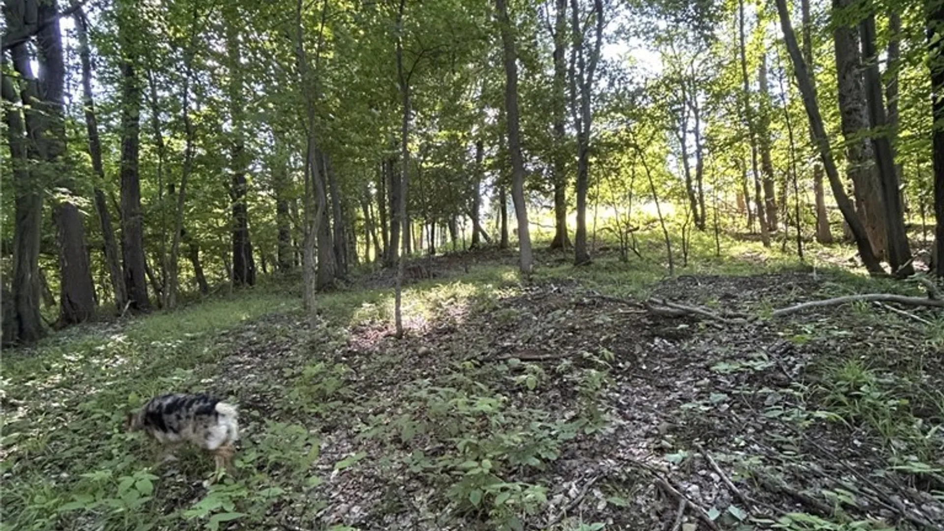 Property at 6810 Rt-39, Eagle, NY 14024 7