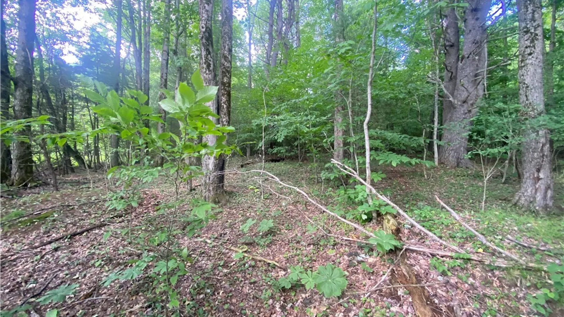 Property at Holmesville Road, New Berlin, NY 13843 10