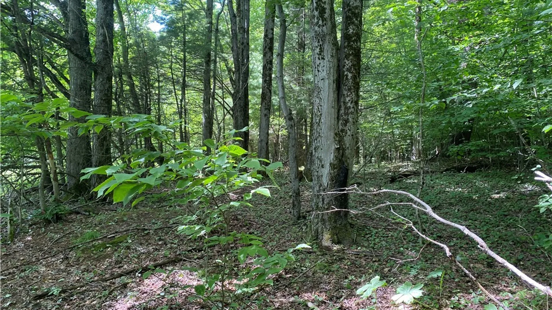 Property at Holmesville Road, New Berlin, NY 13843 12