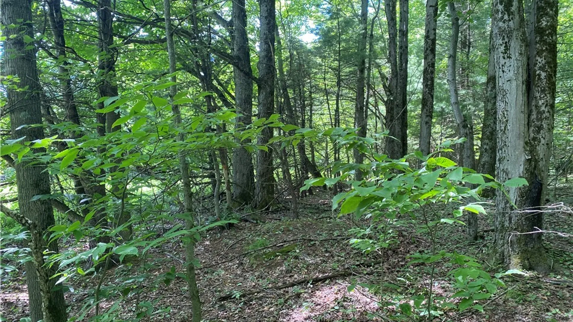 Property at Holmesville Road, New Berlin, NY 13843 13