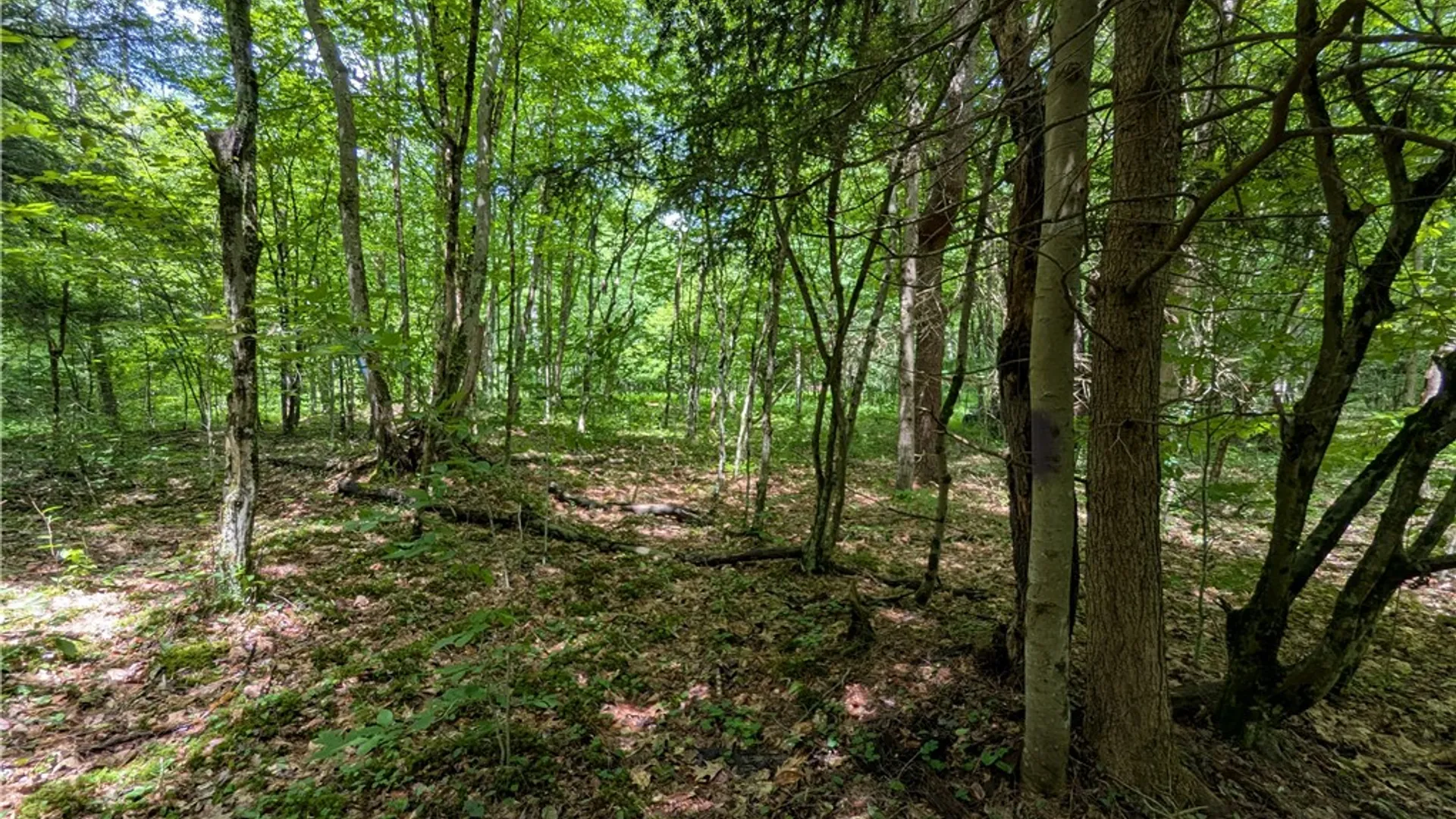Property at Raven Hill Road, Clara City, PA 16746 43