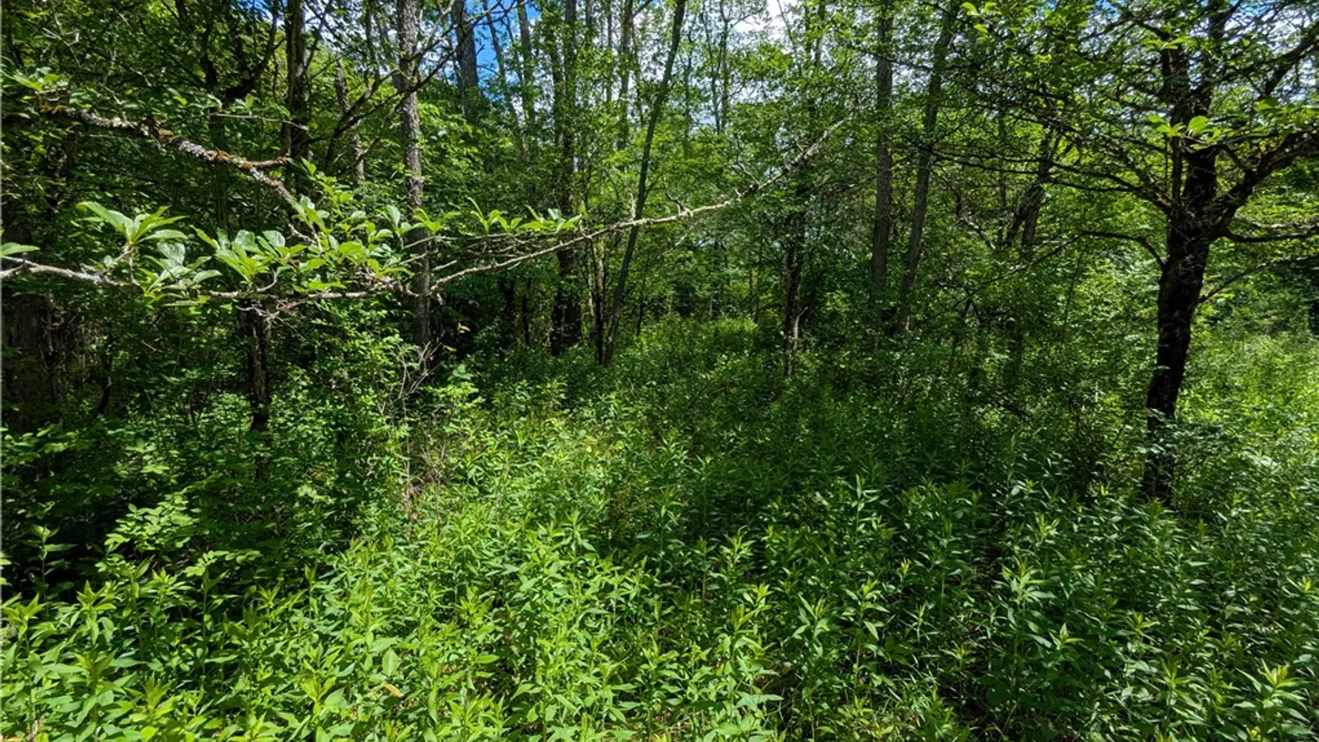 Property at Raven Hill Road, Clara City, PA 16746 45