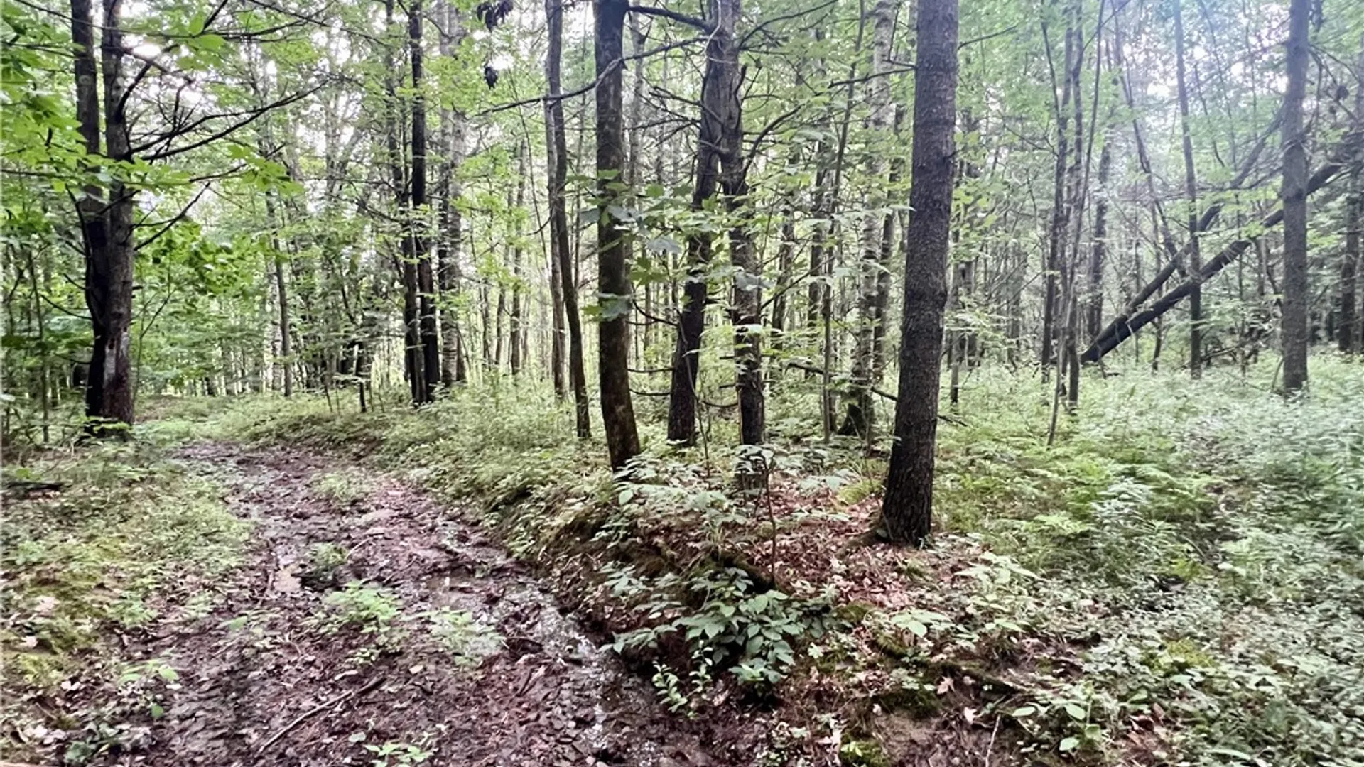 Property at Hawkins Road, Maryland, NY 12116 4