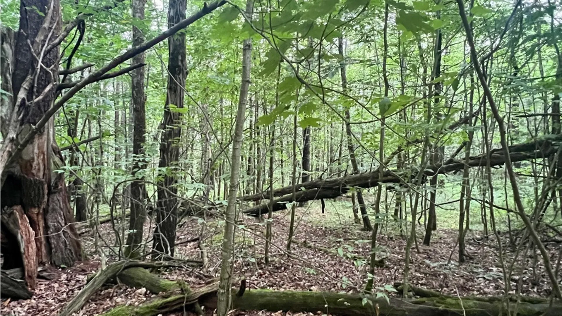 Property at Hawkins Road, Maryland, NY 12116 5