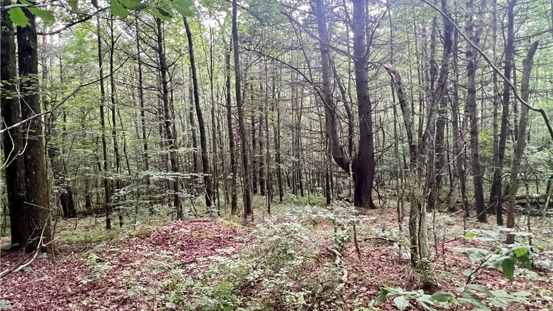 Property at Hawkins Road, Maryland, NY 12116 6