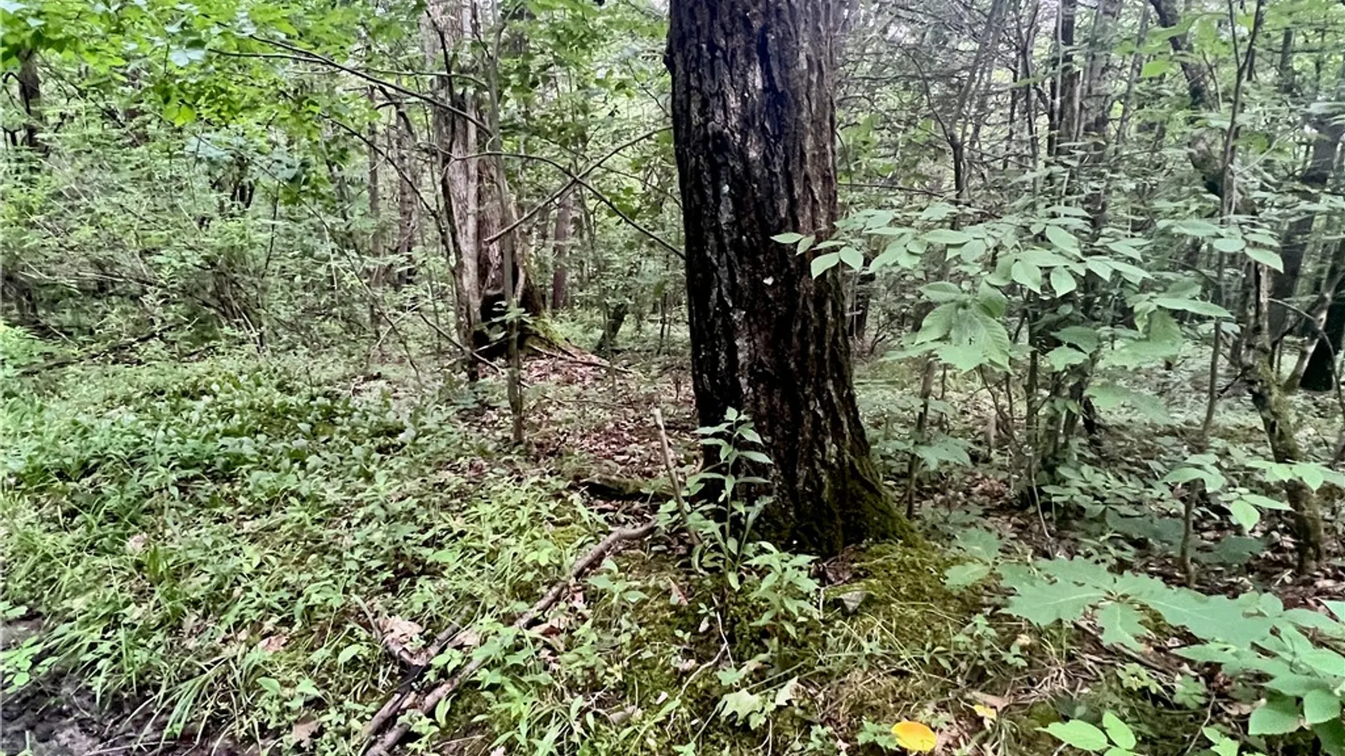 Property at Hawkins Road, Maryland, NY 12116 10