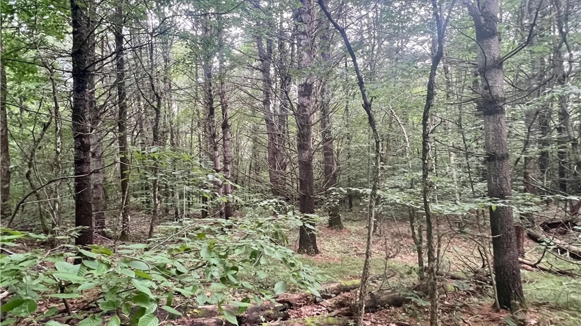 Property at Hawkins Road, Maryland, NY 12116 11
