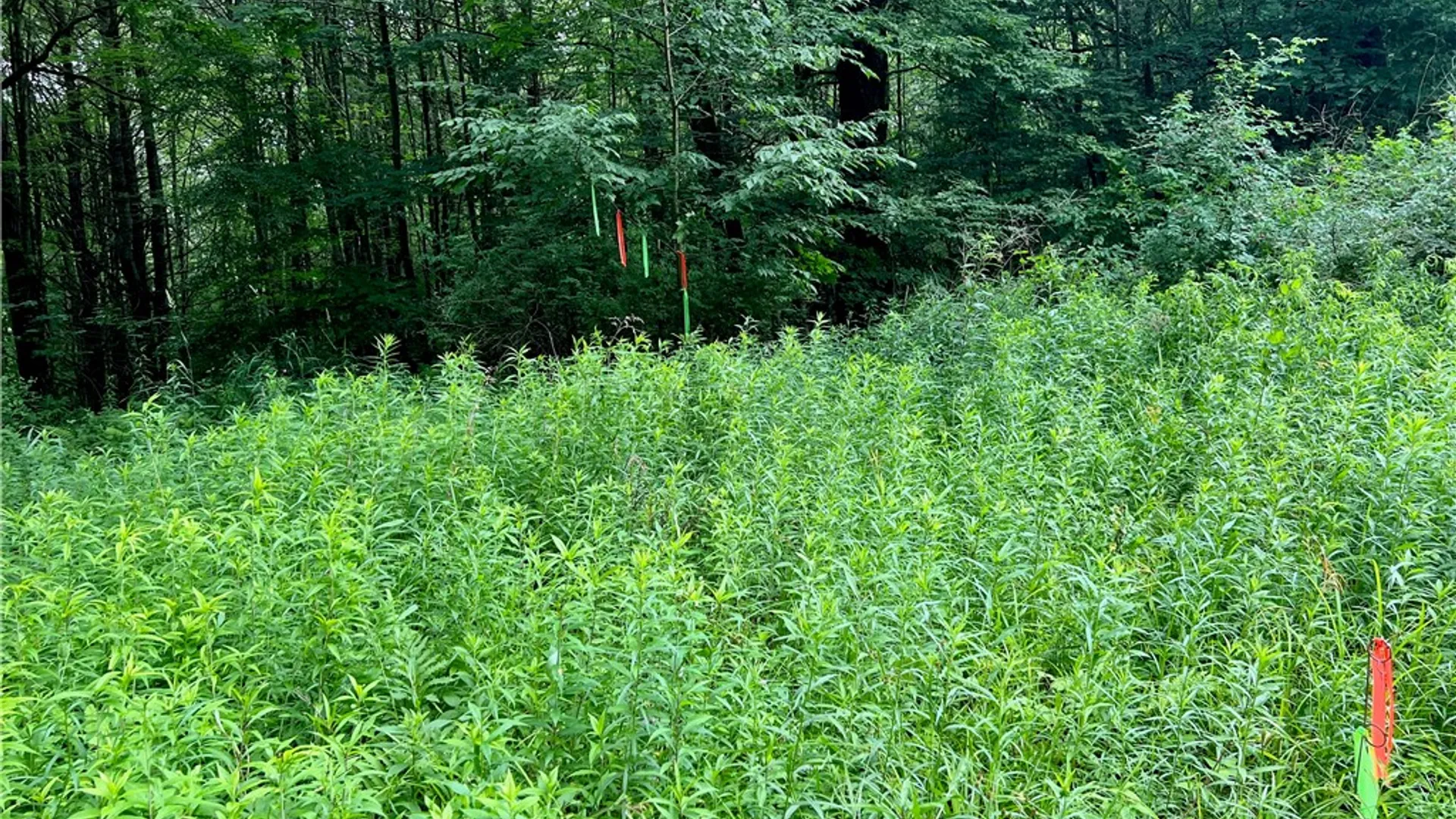 Property at Hawkins Road, Maryland, NY 12116 13