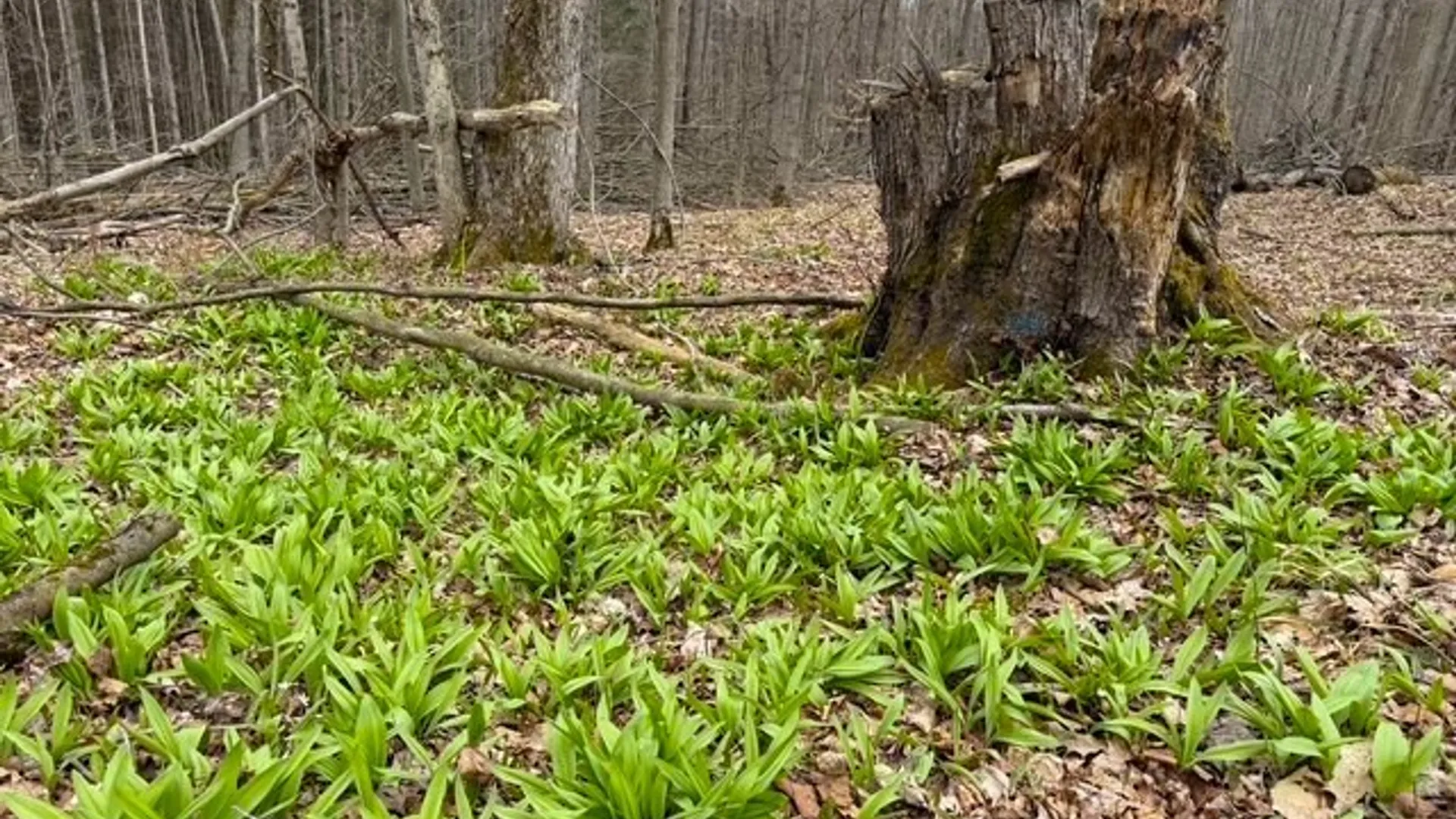Property at Cr-20, Cuba, NY 14727 14