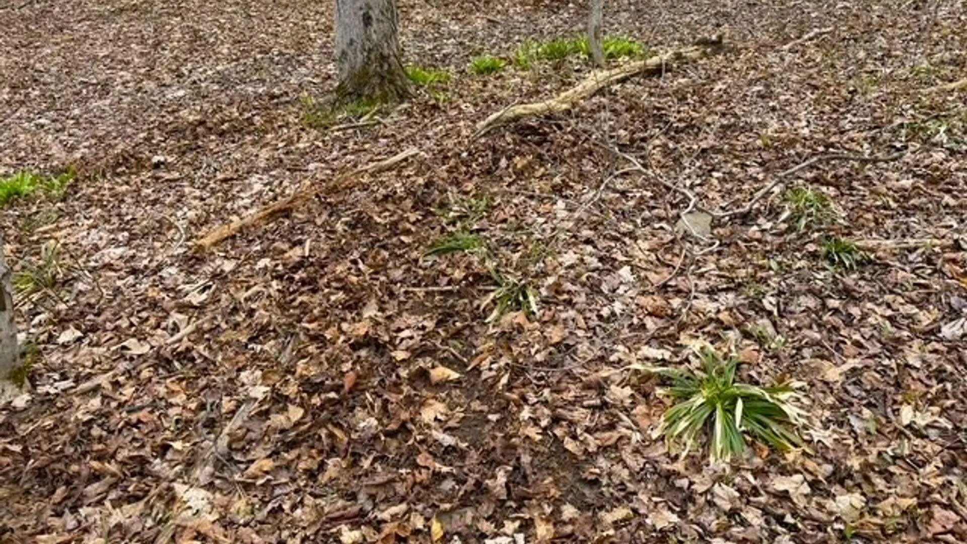 Property at Cr-20, Cuba, NY 14727 15