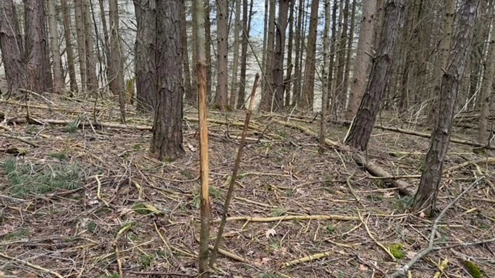 Property at Cr-20, Cuba, NY 14727 17