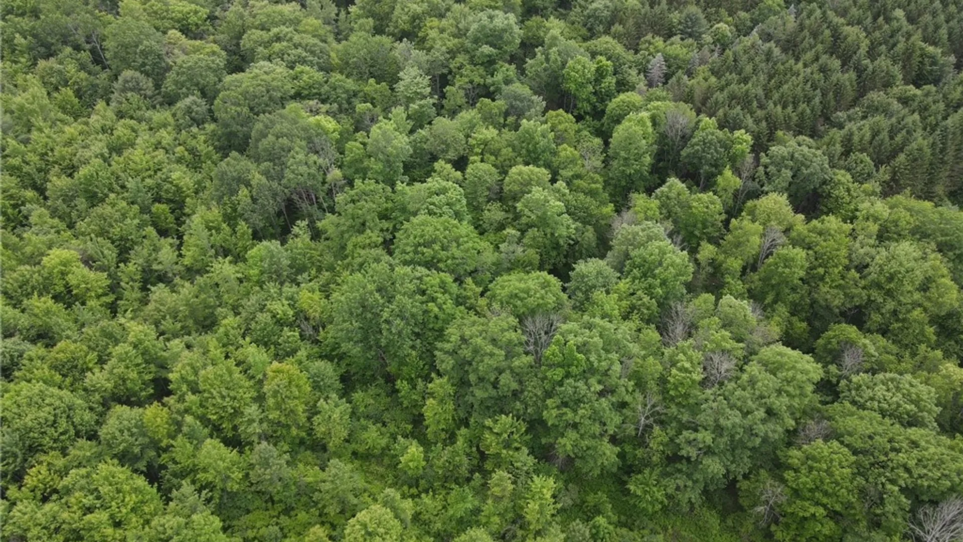 Property at Cr-20, Cuba, NY 14727 7