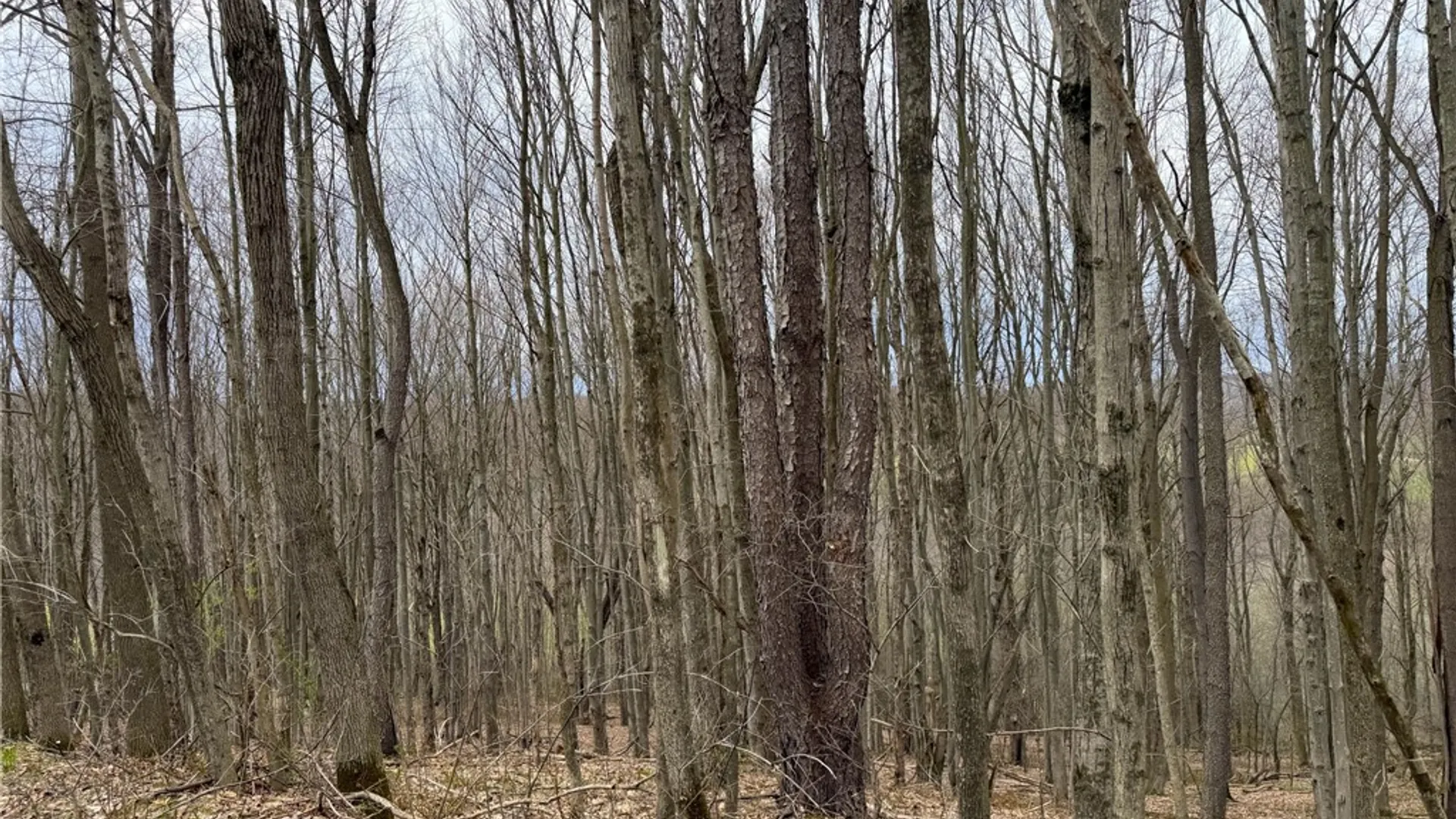 Property at Lot 7 Summit Road, Cuba, NY 14727 16