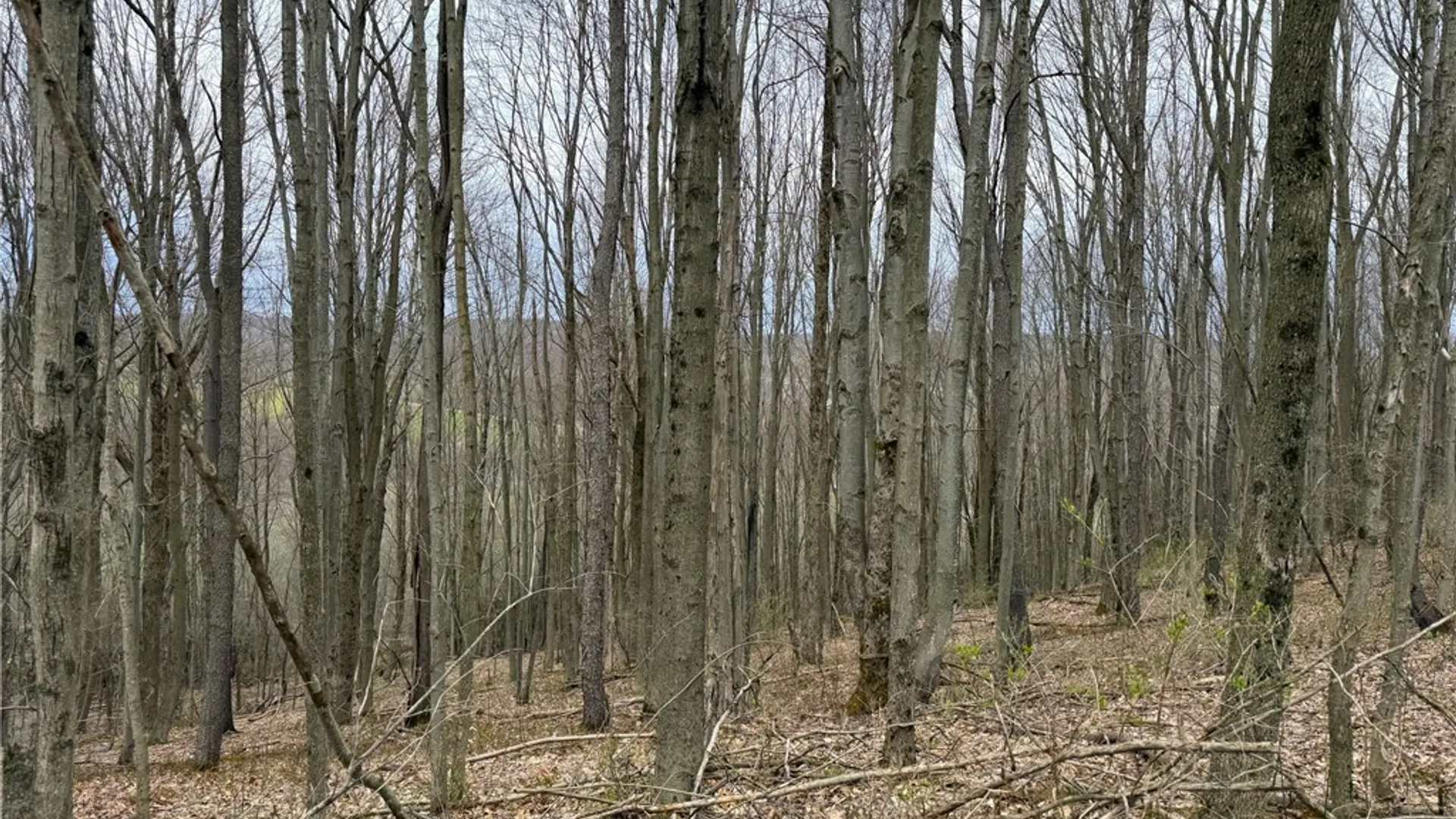 Property at Lot 7 Summit Road, Cuba, NY 14727 17