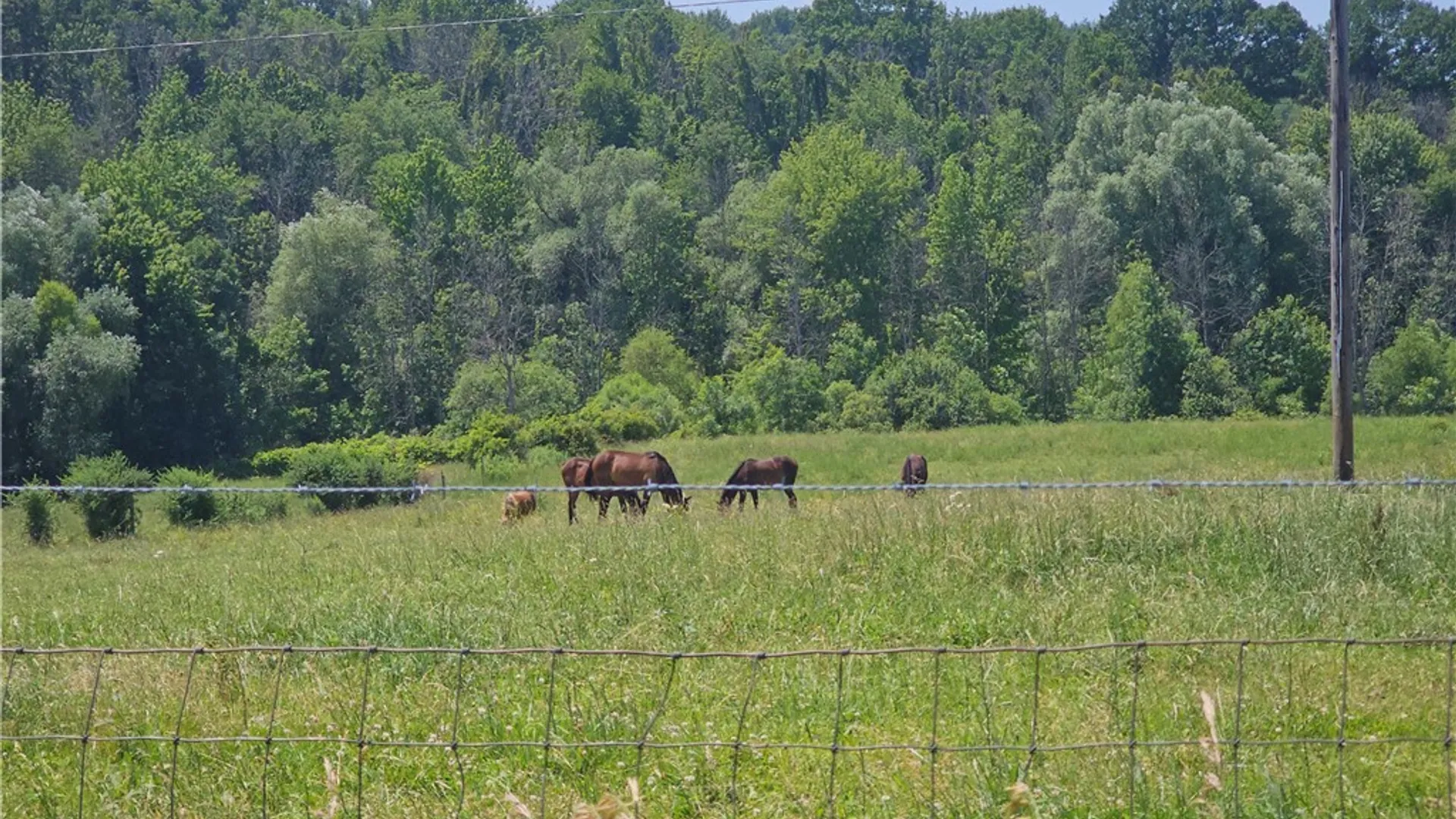 Property at 3593 State Route 14, Lyons, NY 14489 35