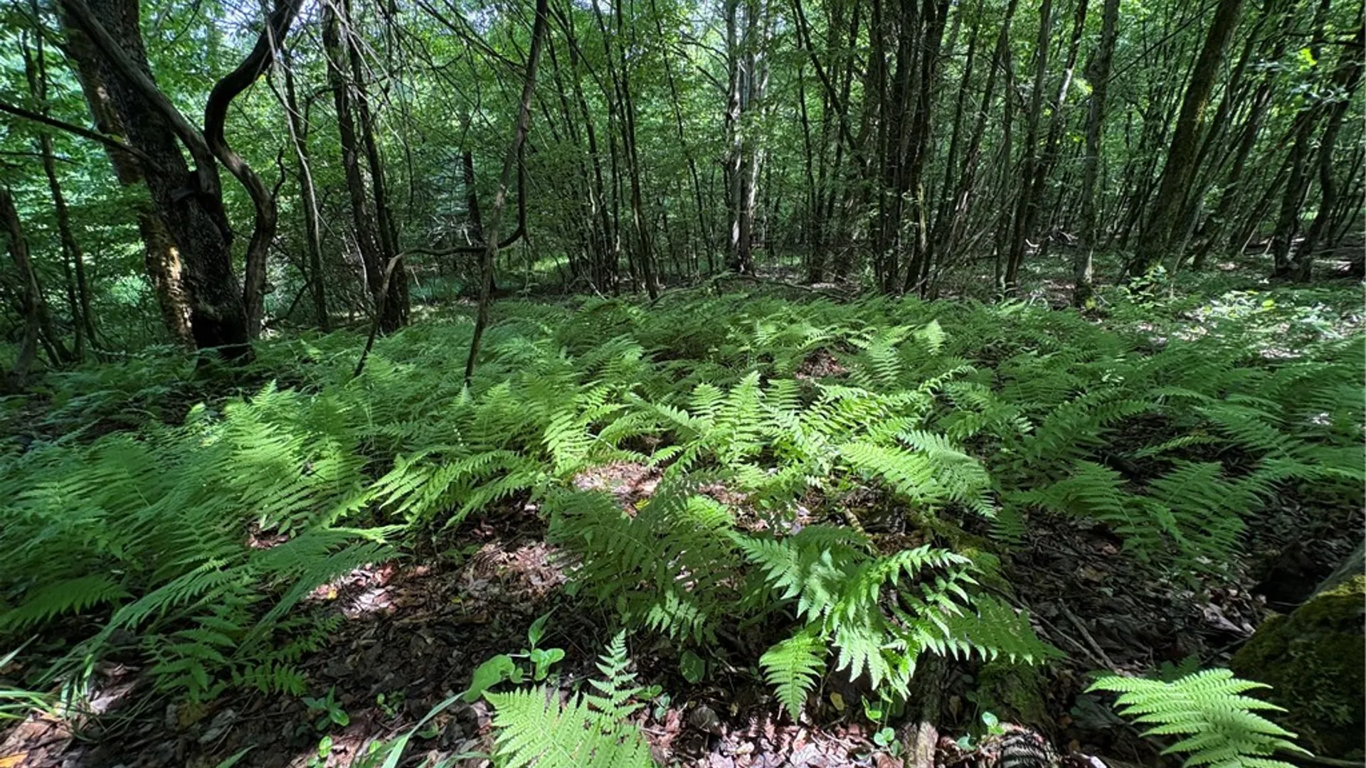Property at Stage Road, Otselic, NY 13155 8