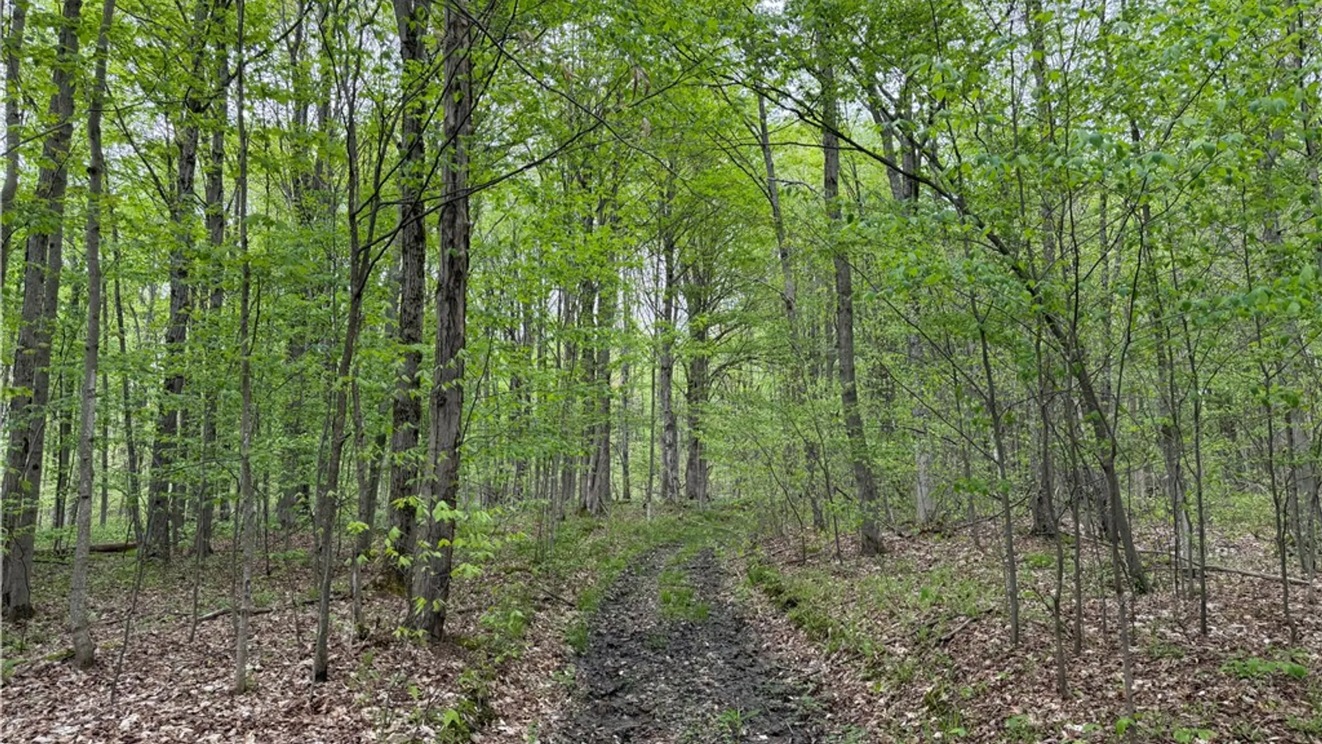 Property at VL Lyndon Abbott Road, Franklinville, NY 14737 23