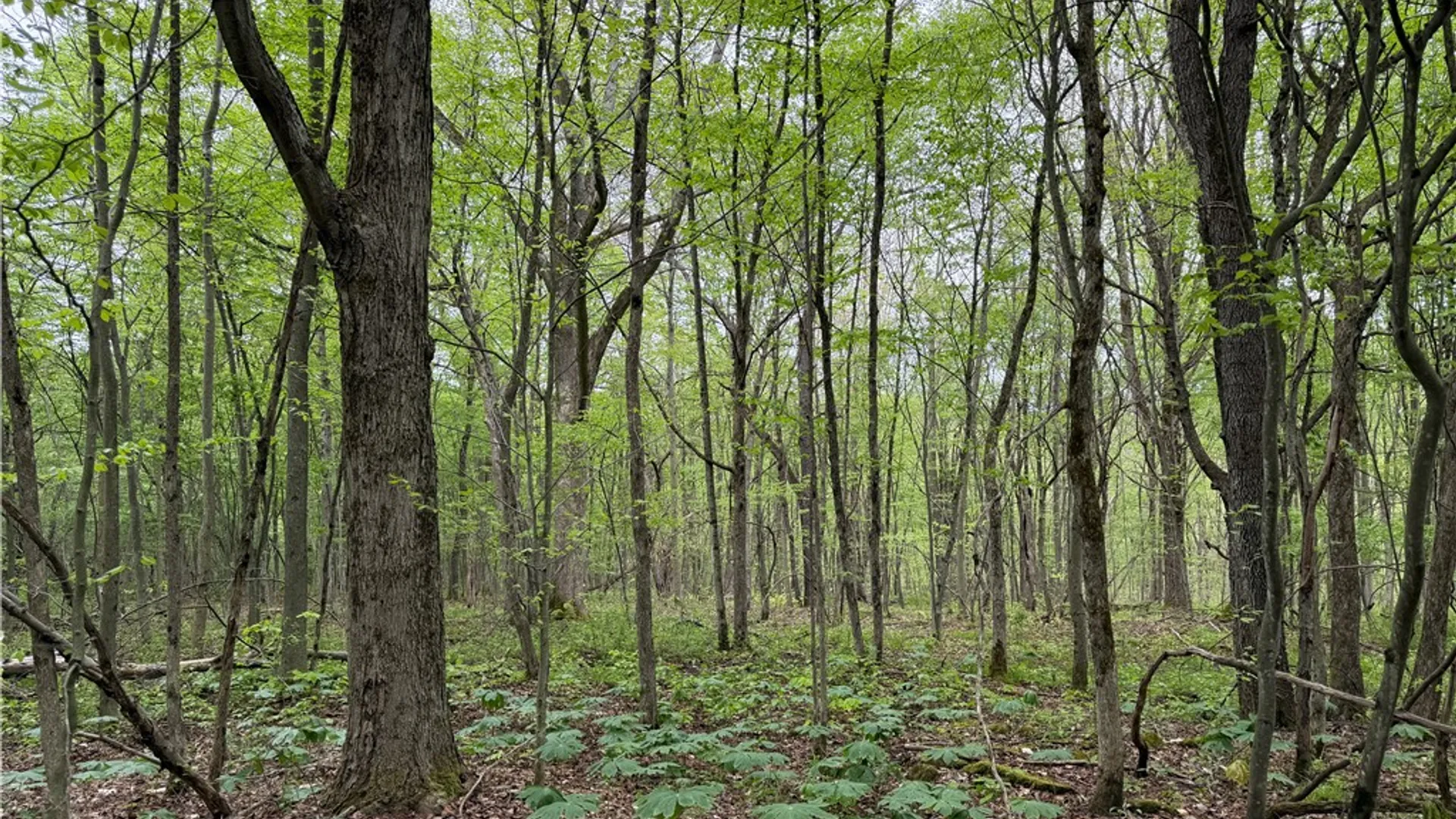 Property at VL Lyndon Abbott Road, Franklinville, NY 14737 26