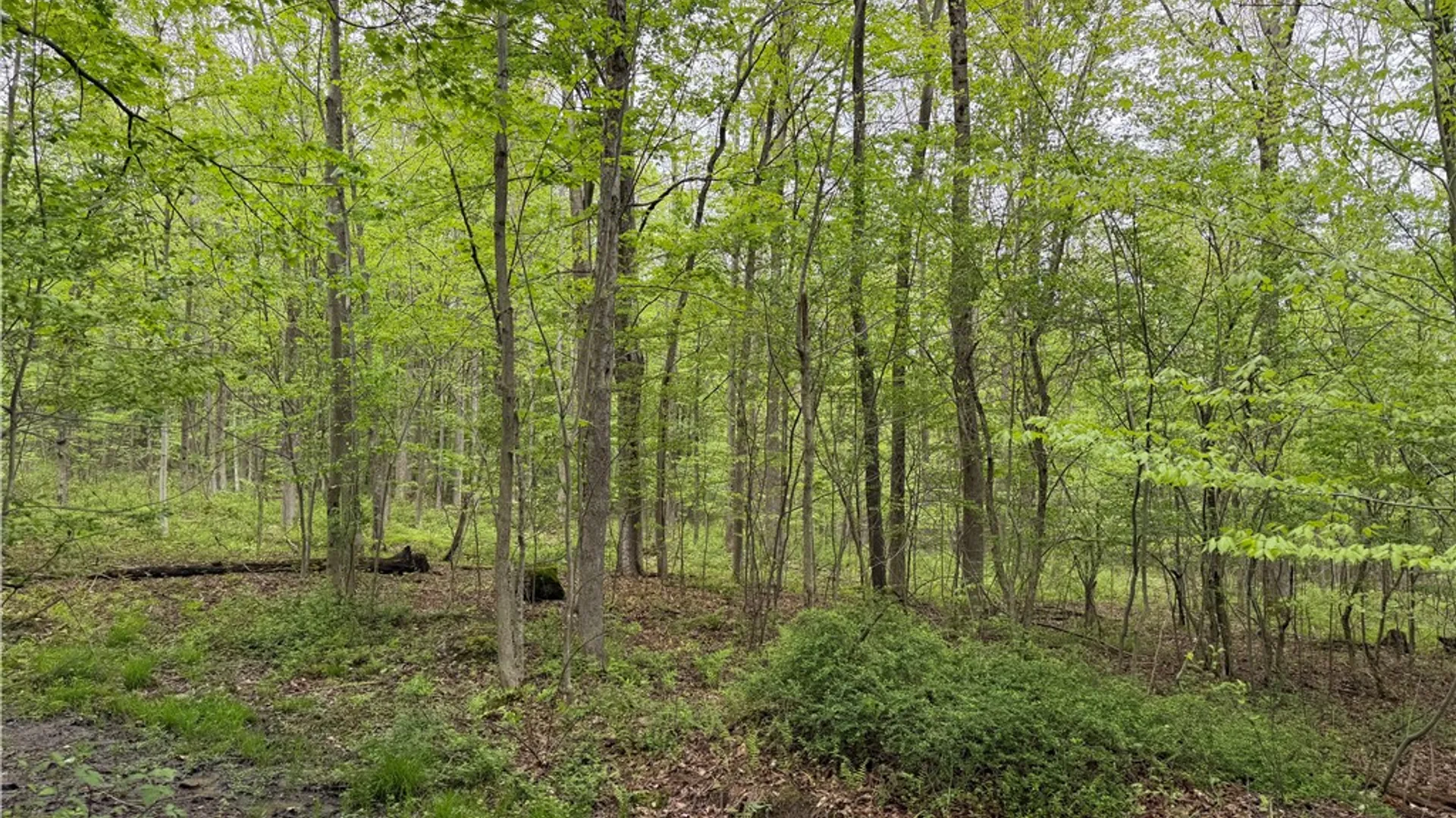 Property at VL Lyndon Abbott Road, Franklinville, NY 14737 27