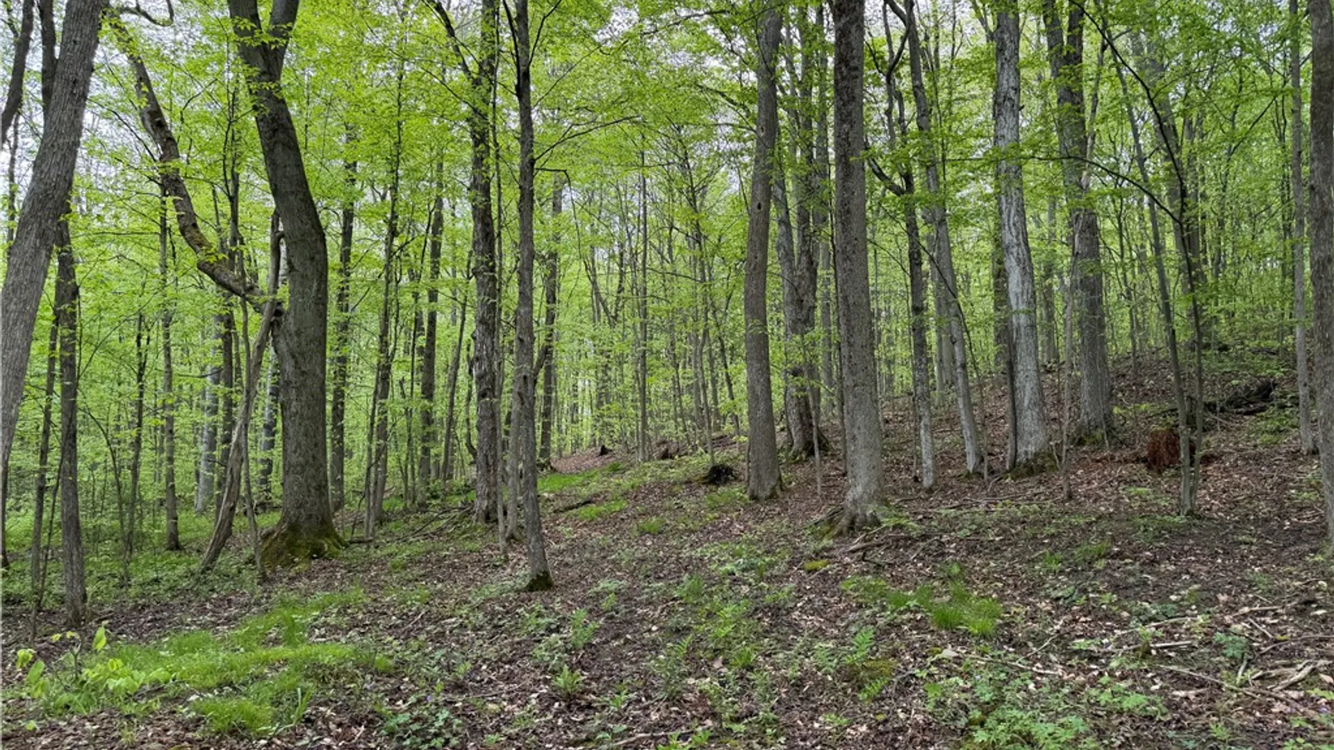 Property at VL Lyndon Abbott Road, Franklinville, NY 14737 32