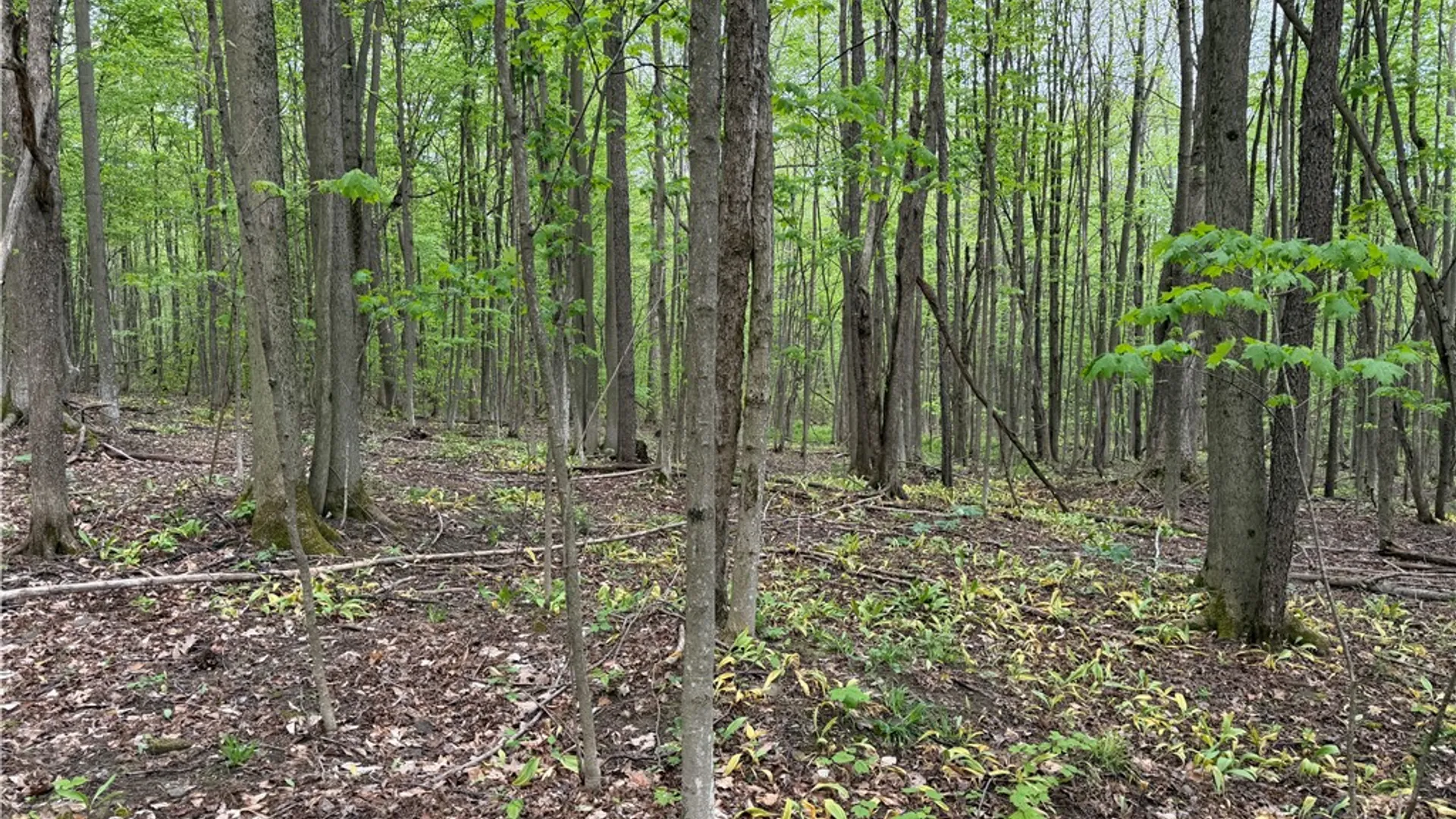 Property at VL Lyndon Abbott Road, Franklinville, NY 14737 33
