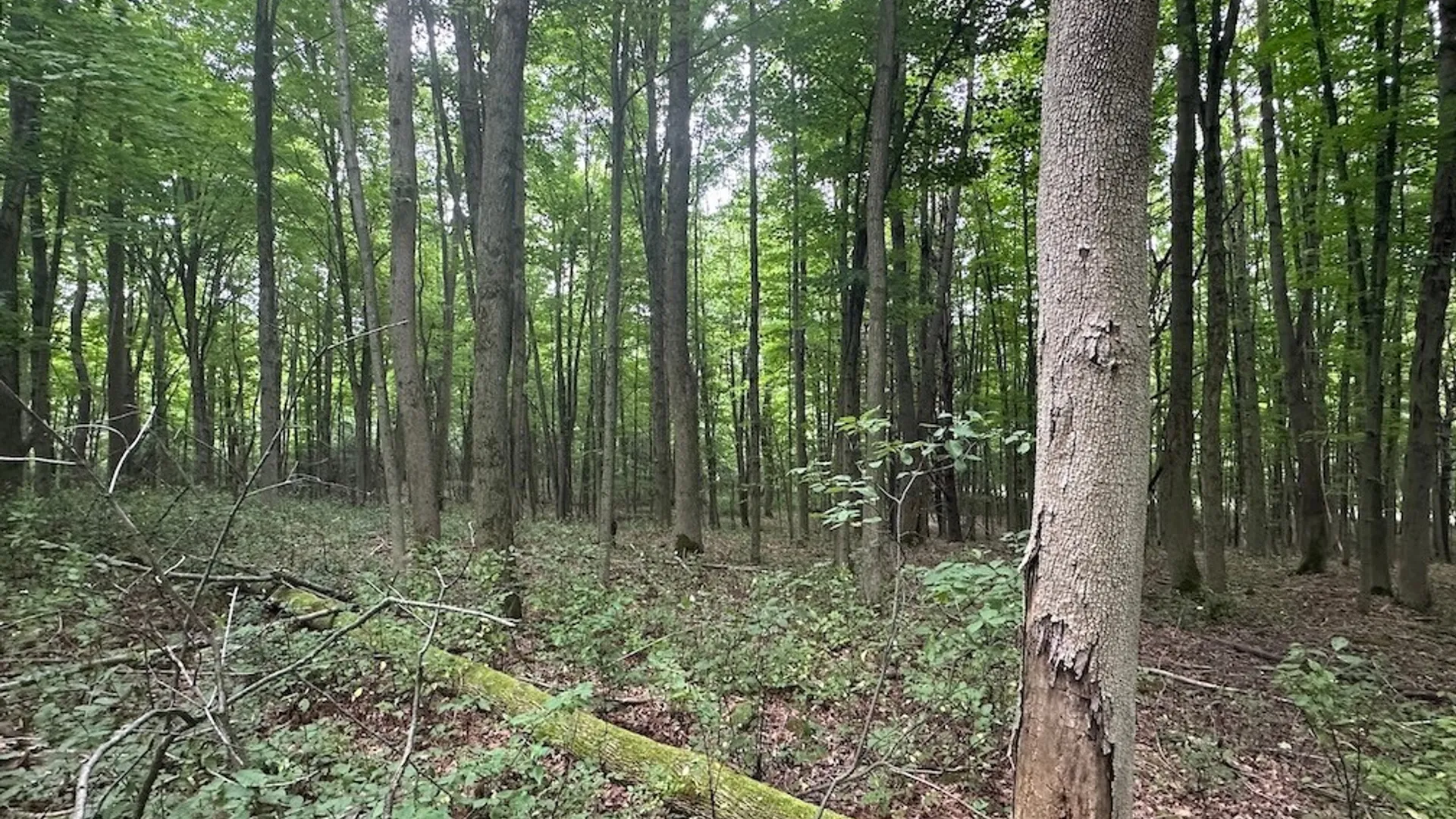 Property at Flat Iron Road, Granger, NY 14846 4