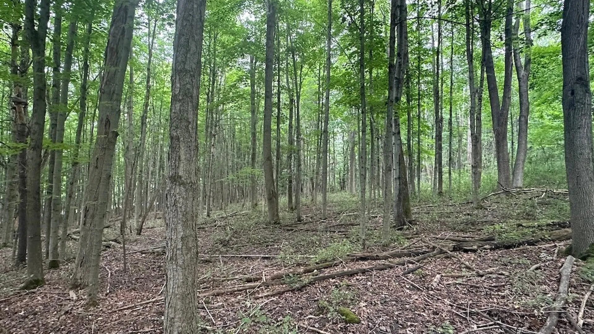 Property at Flat Iron Road, Granger, NY 14846 5