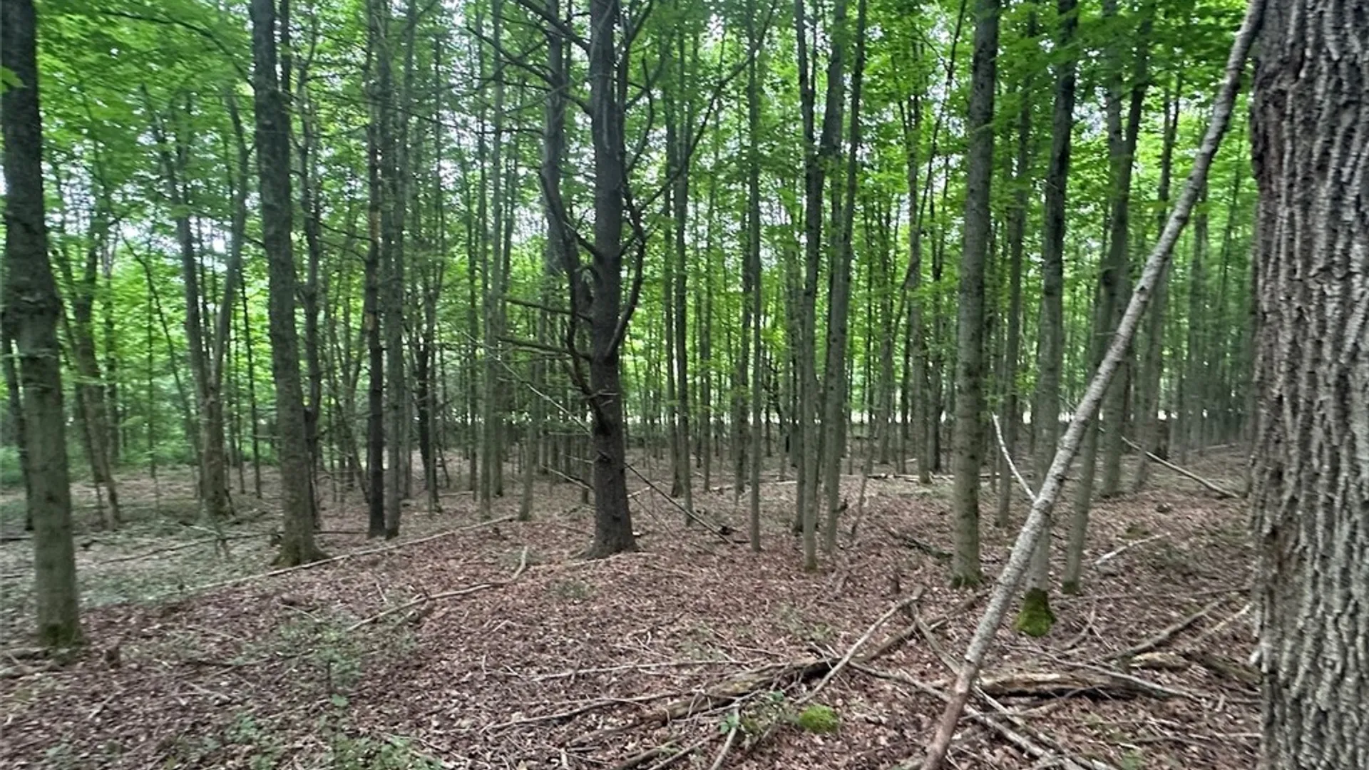 Property at Flat Iron Road, Granger, NY 14846 6