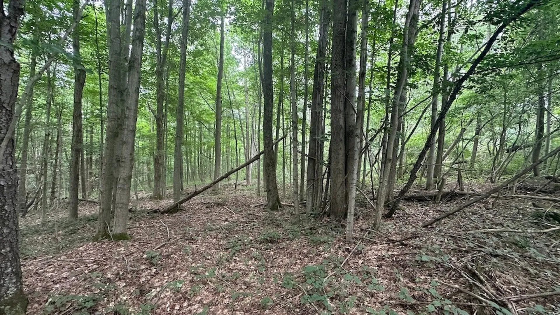 Property at Flat Iron Road, Granger, NY 14846 10