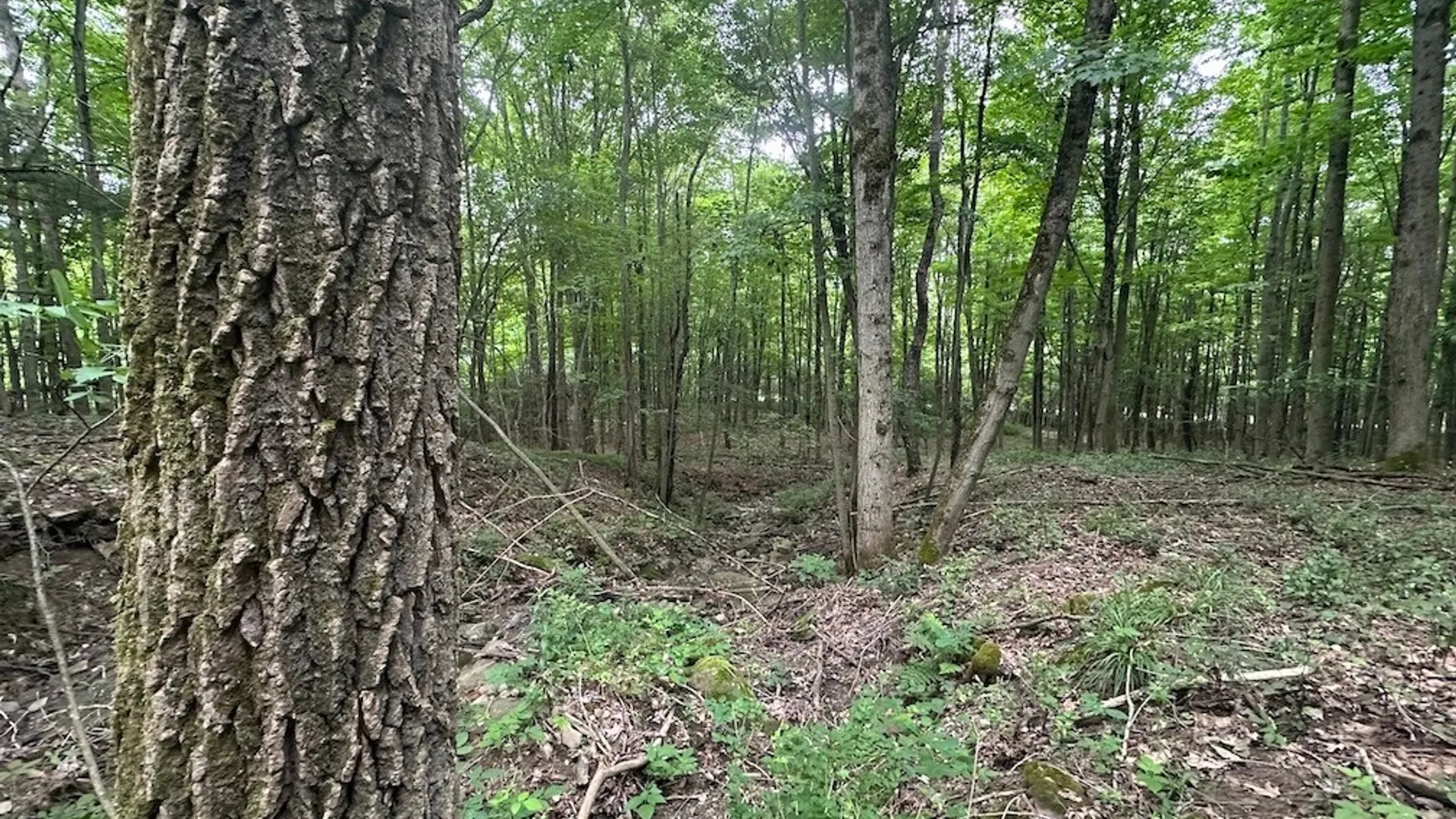 Property at Flat Iron Road, Granger, NY 14846 14