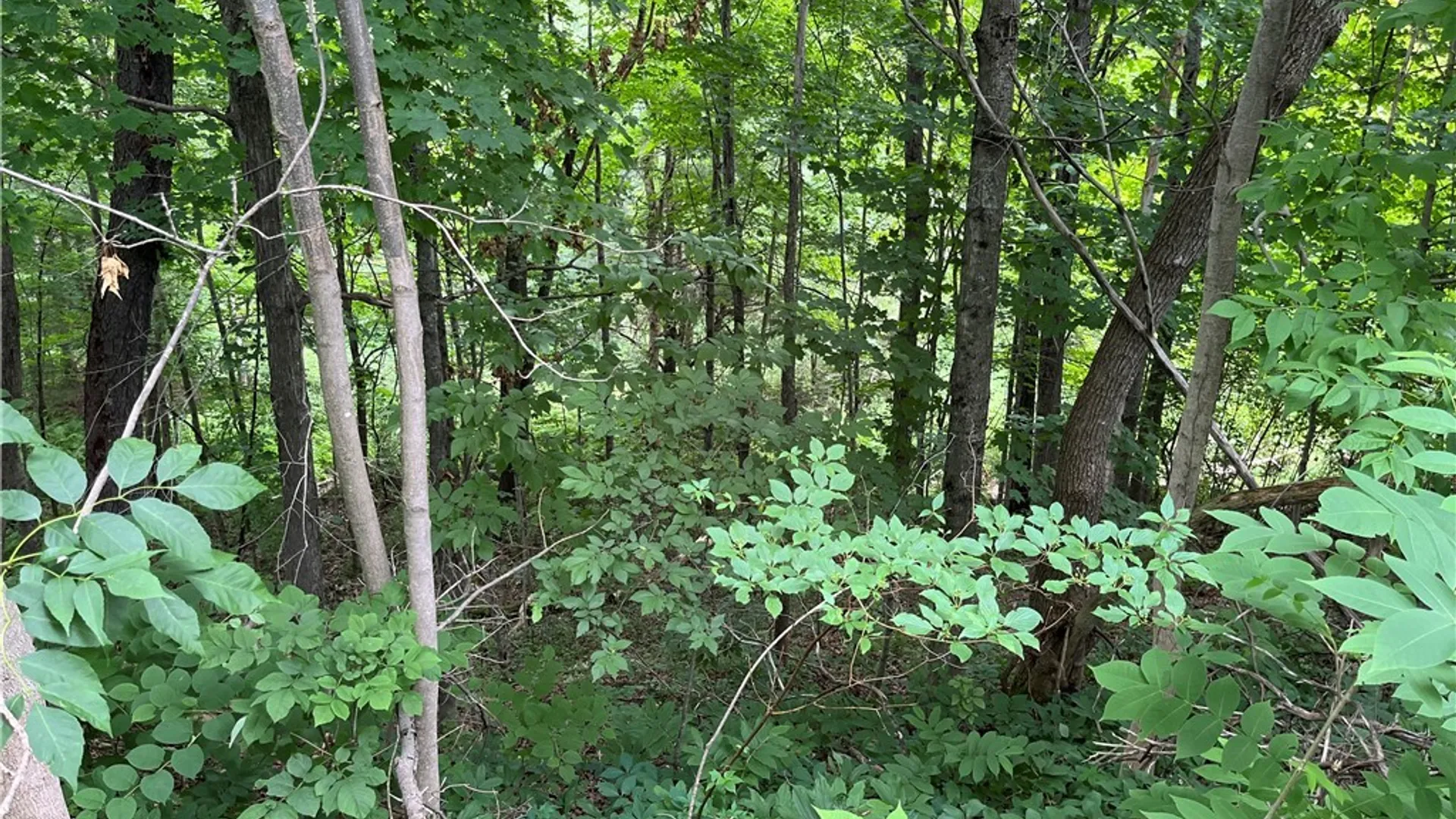 Property at 0 State Route 3, Wilna, NY 13619 4