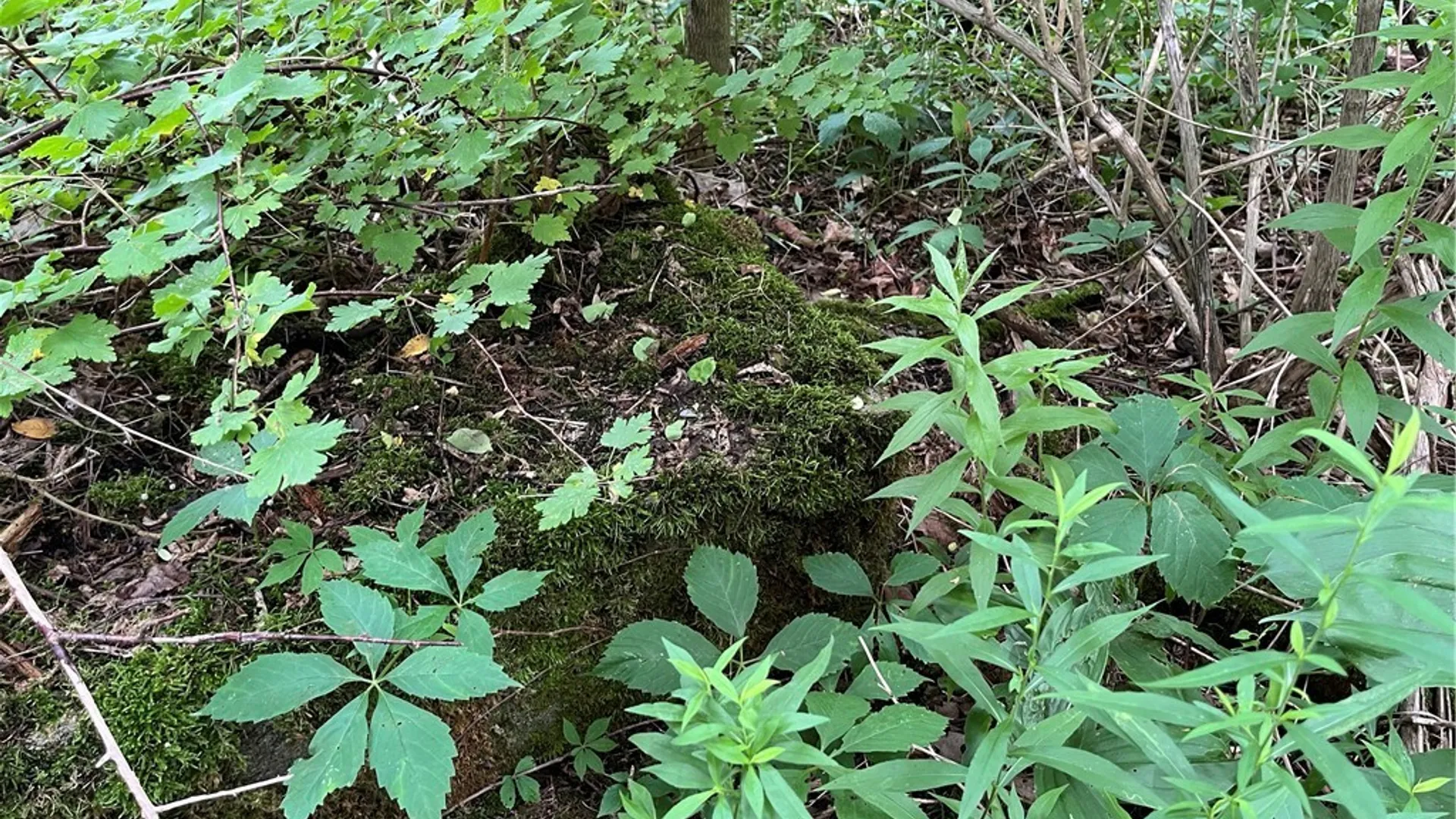 Property at 0 State Route 3, Wilna, NY 13619 6