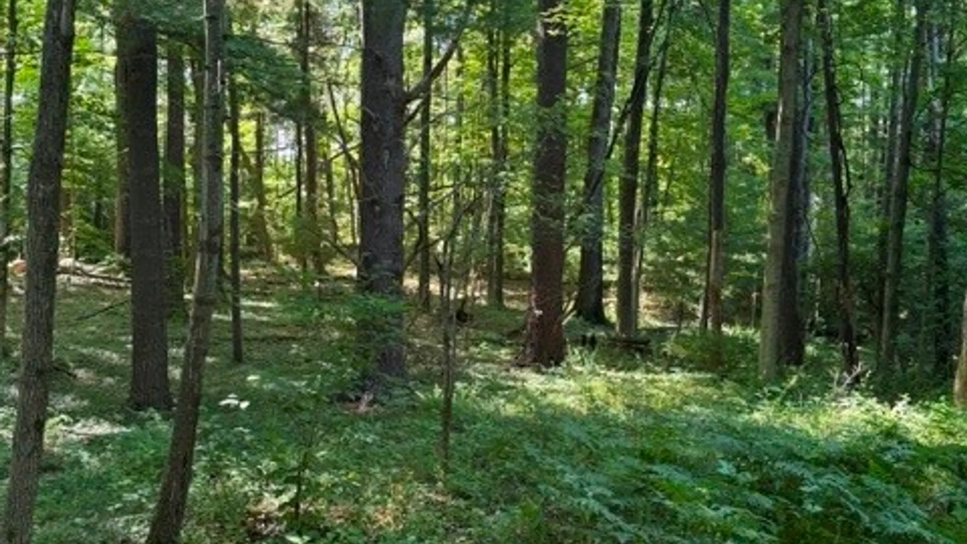 Property at 0 South Glenora Road, Starkey, NY 14837 4