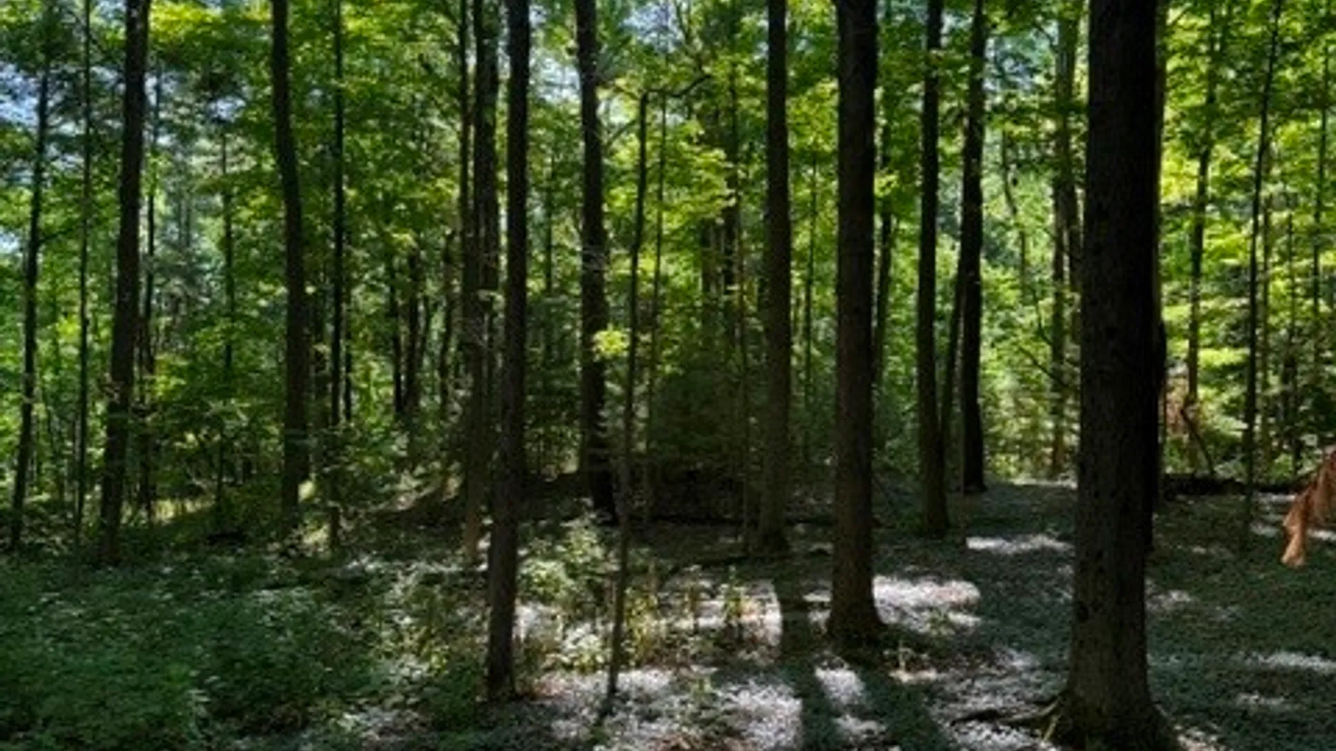 Property at 0 South Glenora Road, Starkey, NY 14837 6