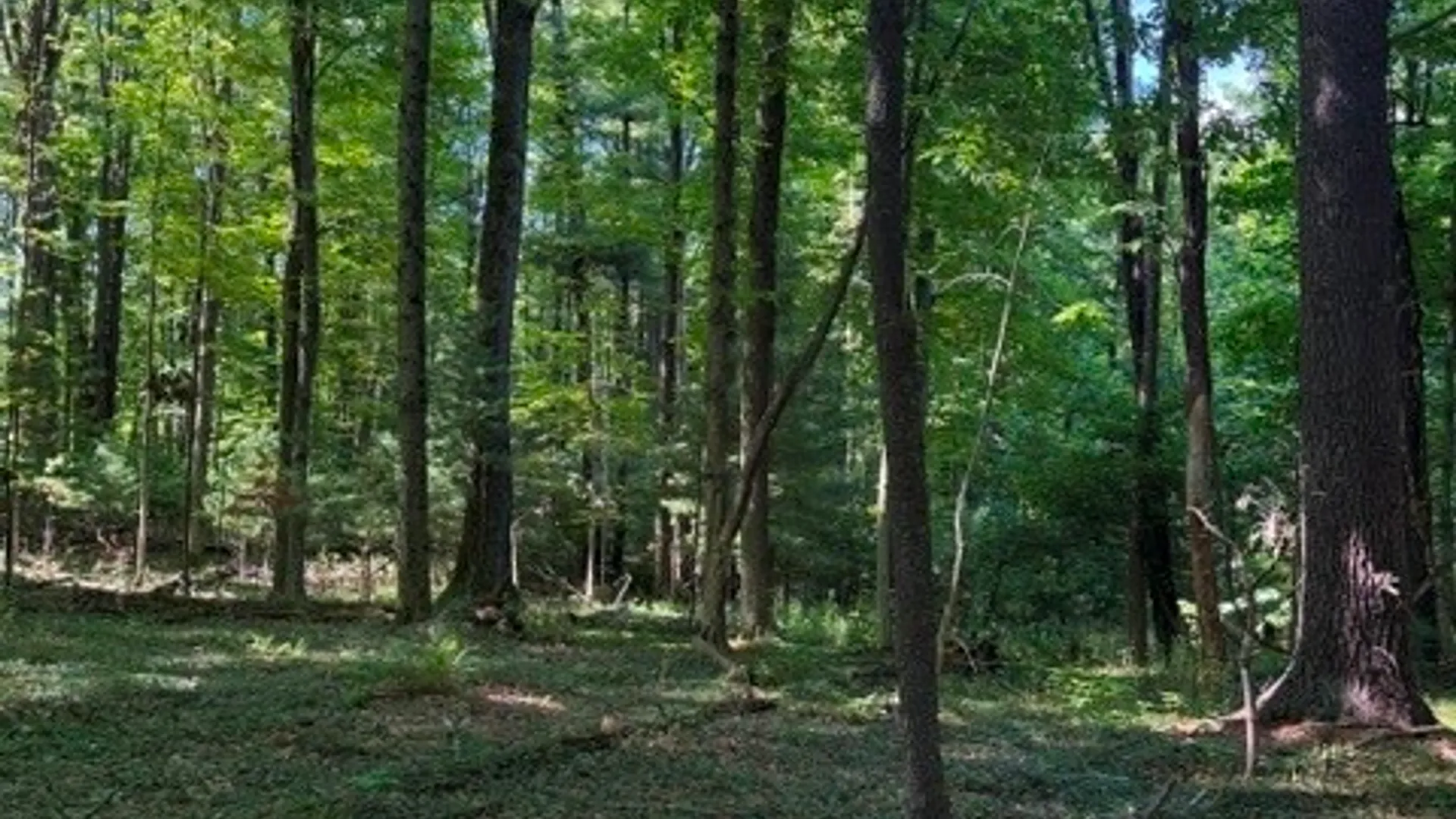 Property at 0 South Glenora Road, Starkey, NY 14837 8