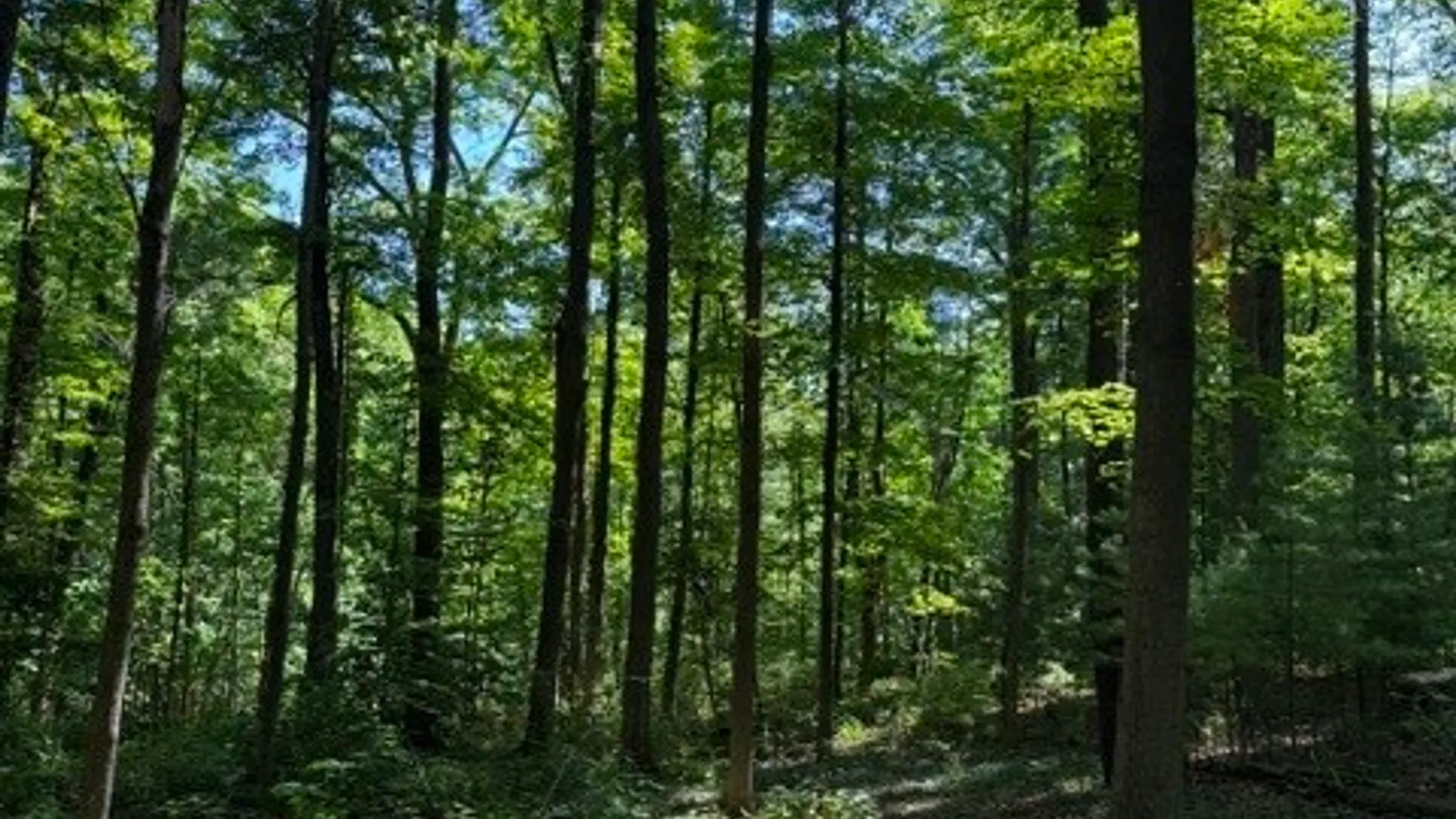 Property at 0 South Glenora Road, Starkey, NY 14837 9