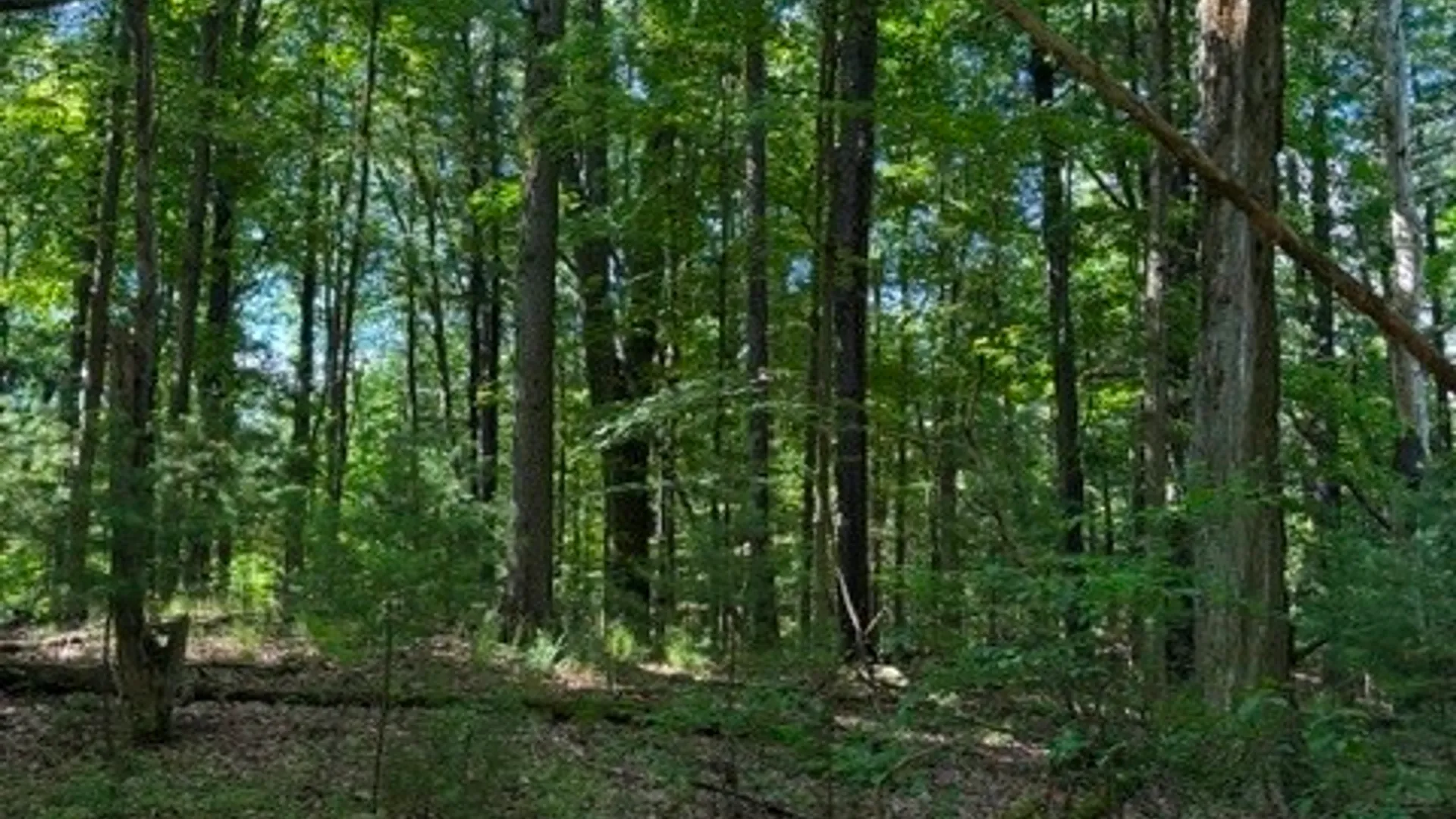 Property at 0 South Glenora Road, Starkey, NY 14837 12