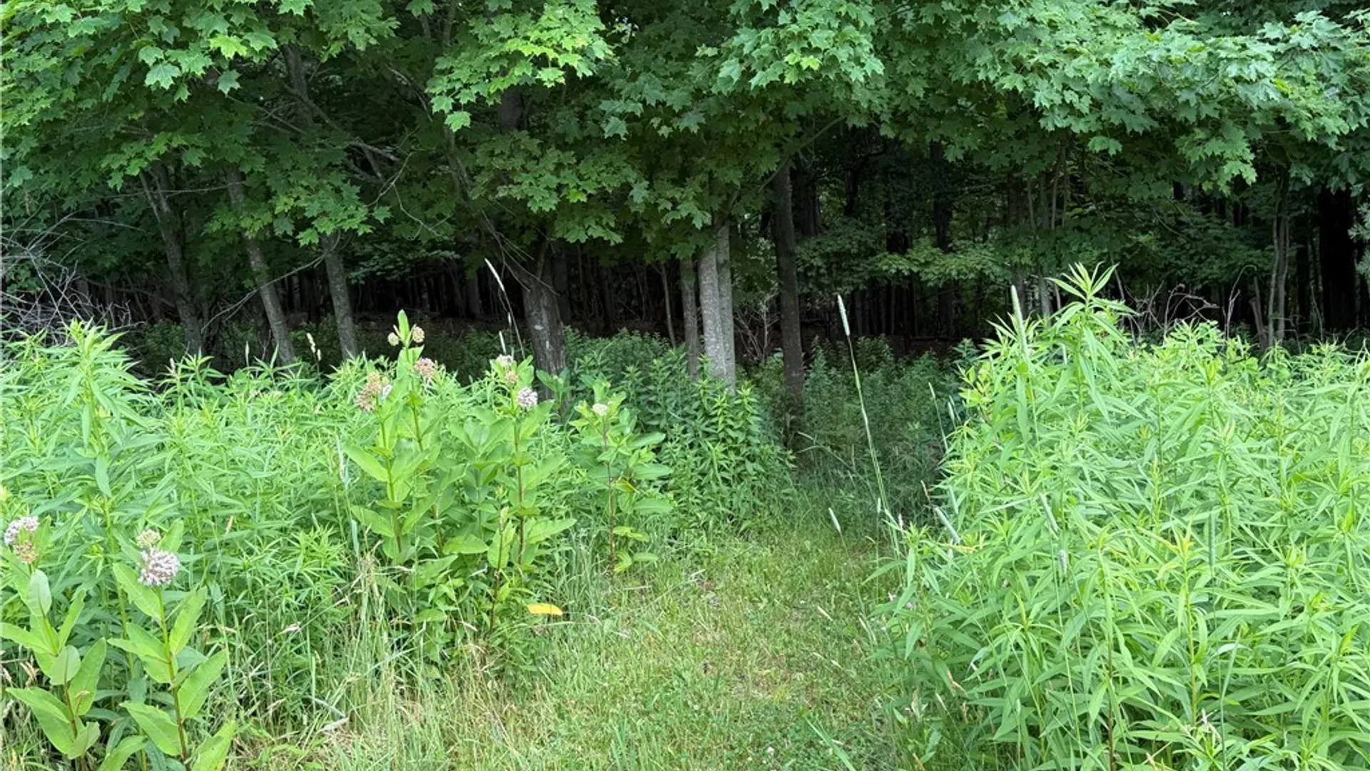 Property at 2751 Canfield Road, Fremont, NY 14826 16