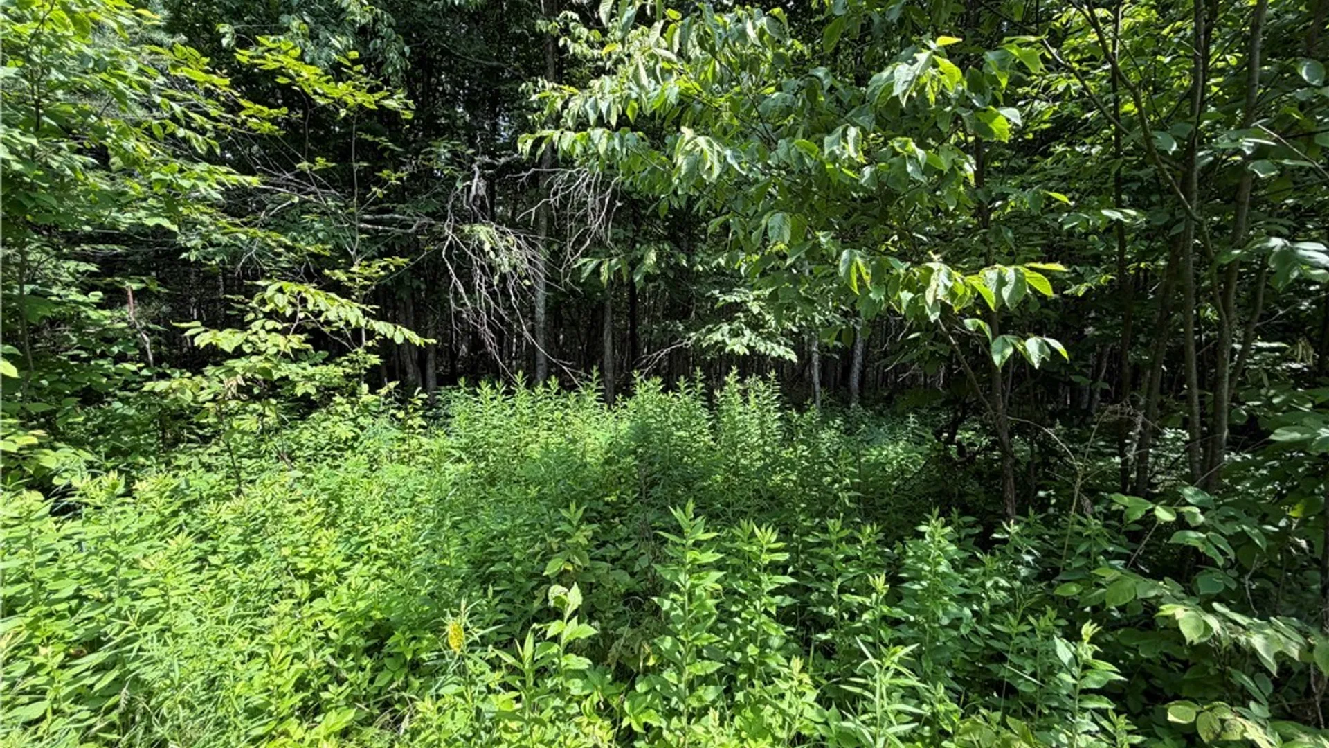 Property at 2751 Canfield Road, Fremont, NY 14826 25