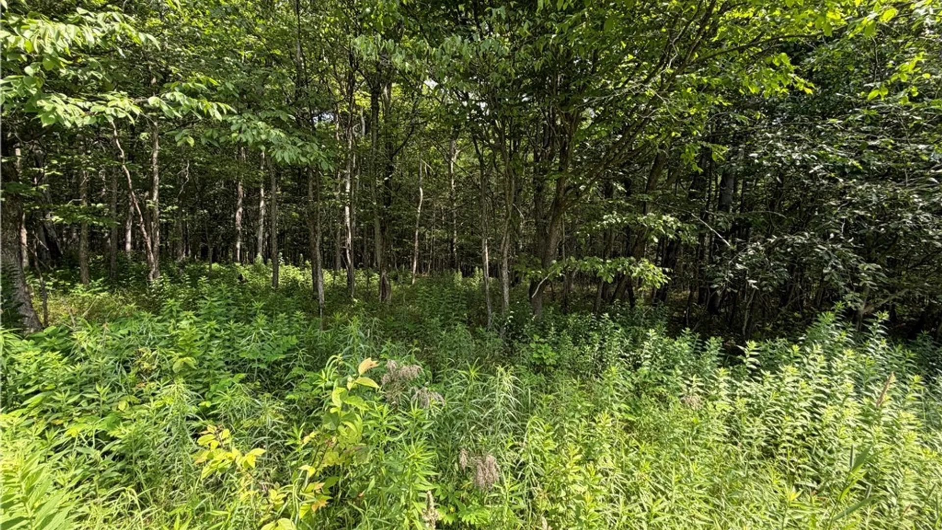 Property at 2751 Canfield Road, Fremont, NY 14826 26