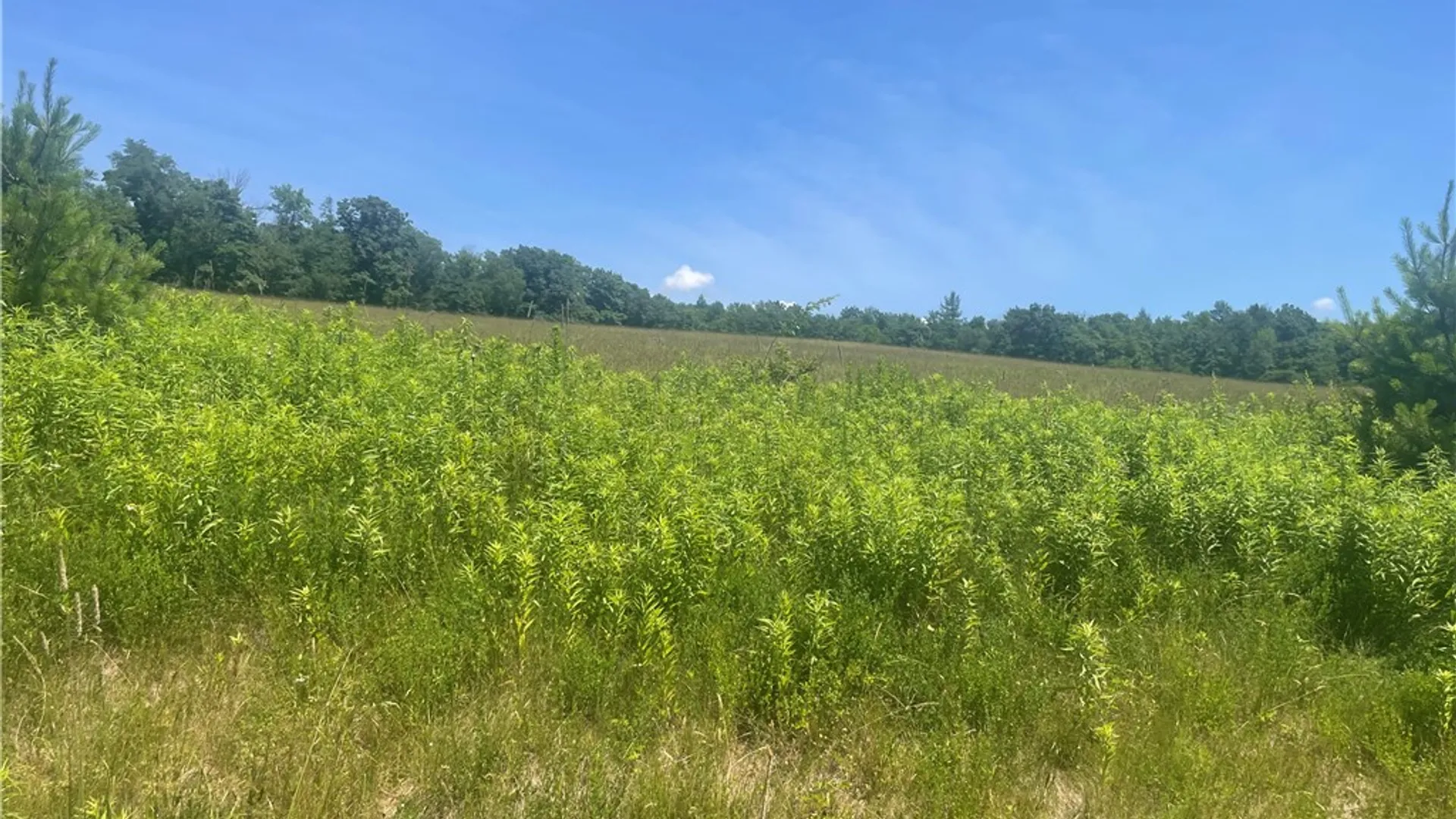 Property at Schlafer Road, Guilford, NY 13780 4