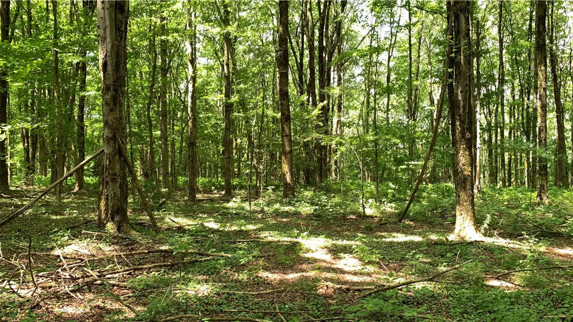 Property at 667 Boos Law Road, Smyrna, NY 13464 27