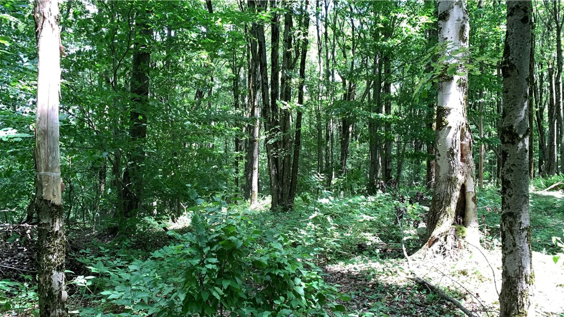 Property at 667 Boos Law Road, Smyrna, NY 13464 30