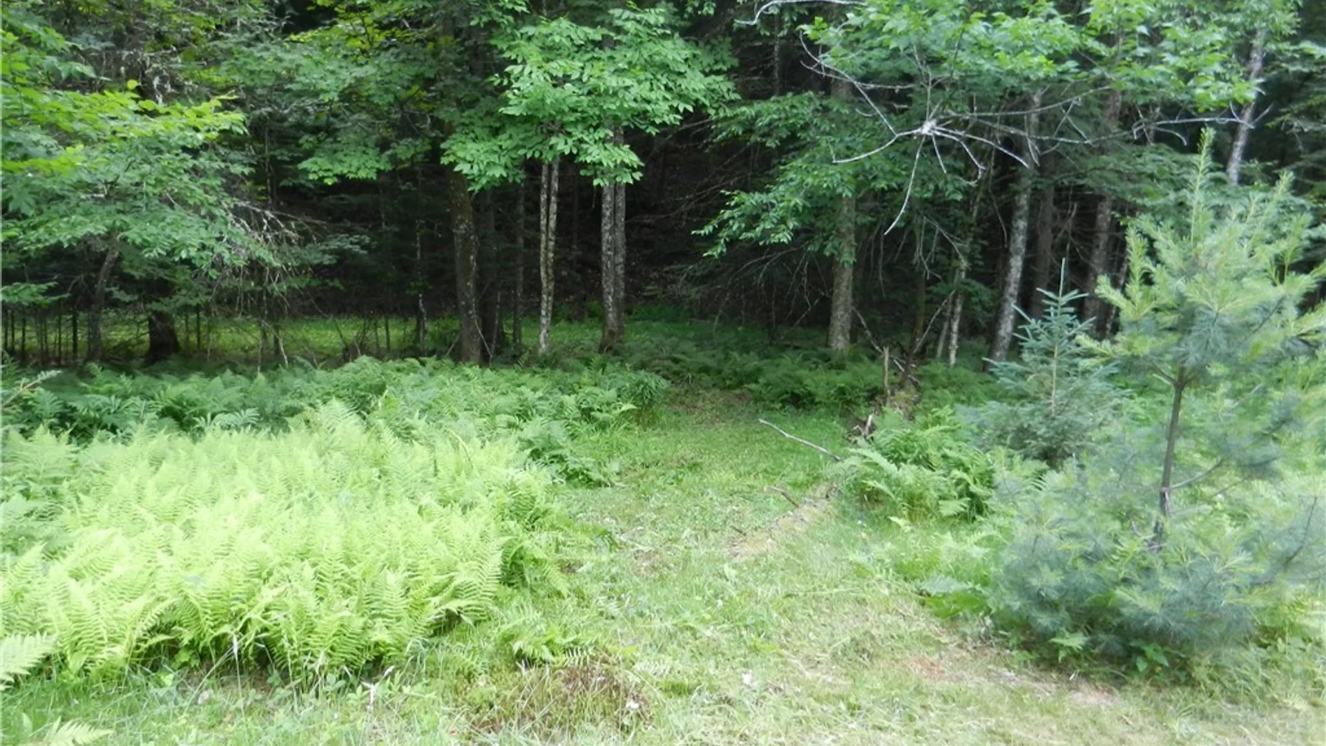 Property at 00 Bingham Mills Rd, Salisbury, NY 13470 7