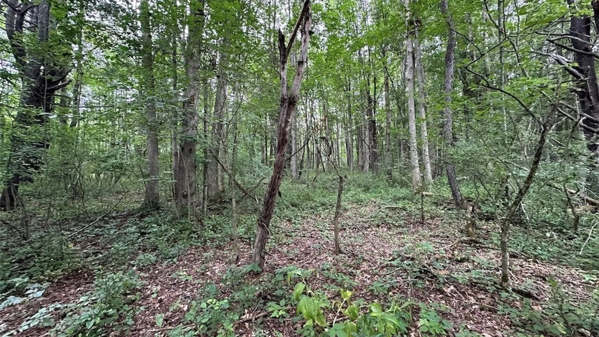 Property at Flat Iron Road, Granger, NY 14846 10