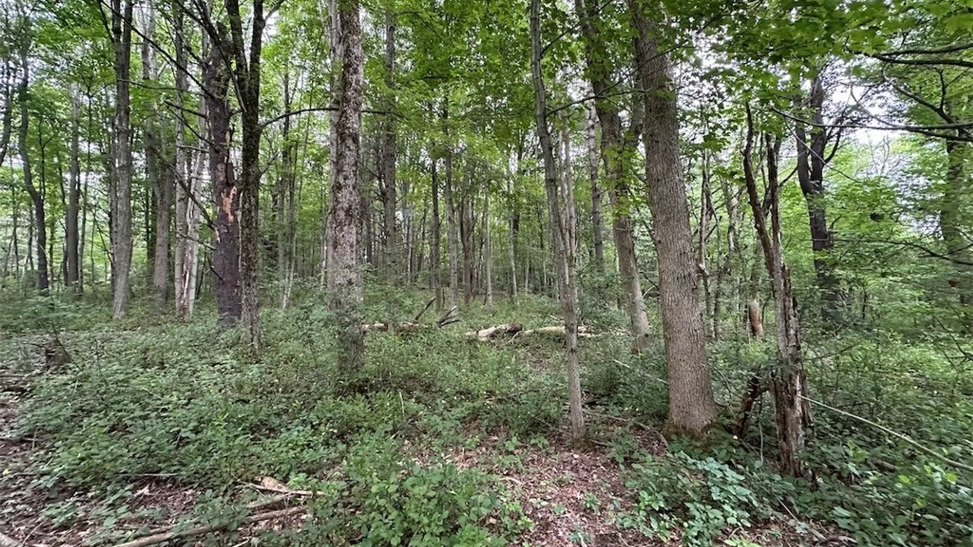 Property at Flat Iron Road, Granger, NY 14846 11
